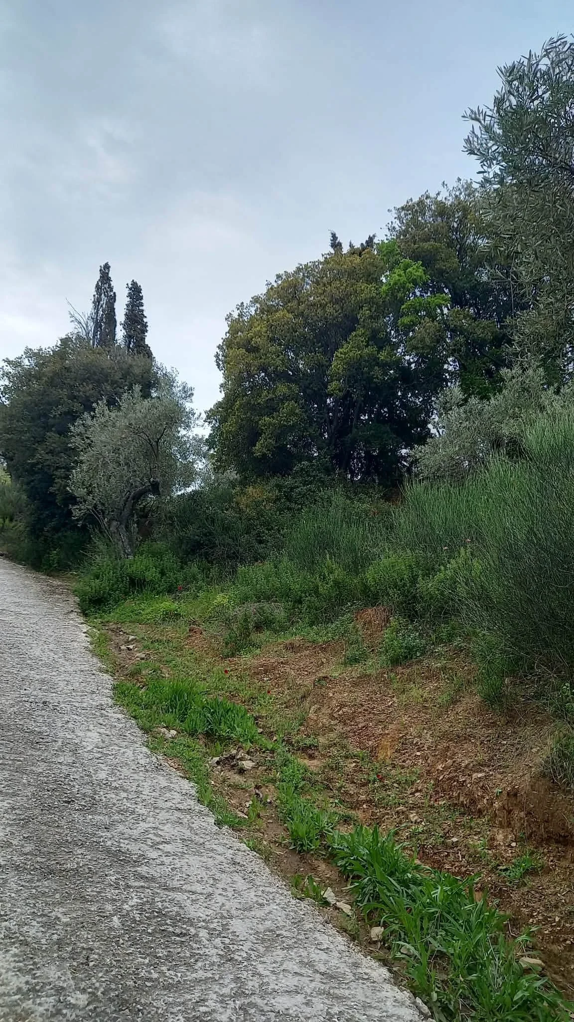 beautiful_land_with_pre_approved_building_license_road.jpg