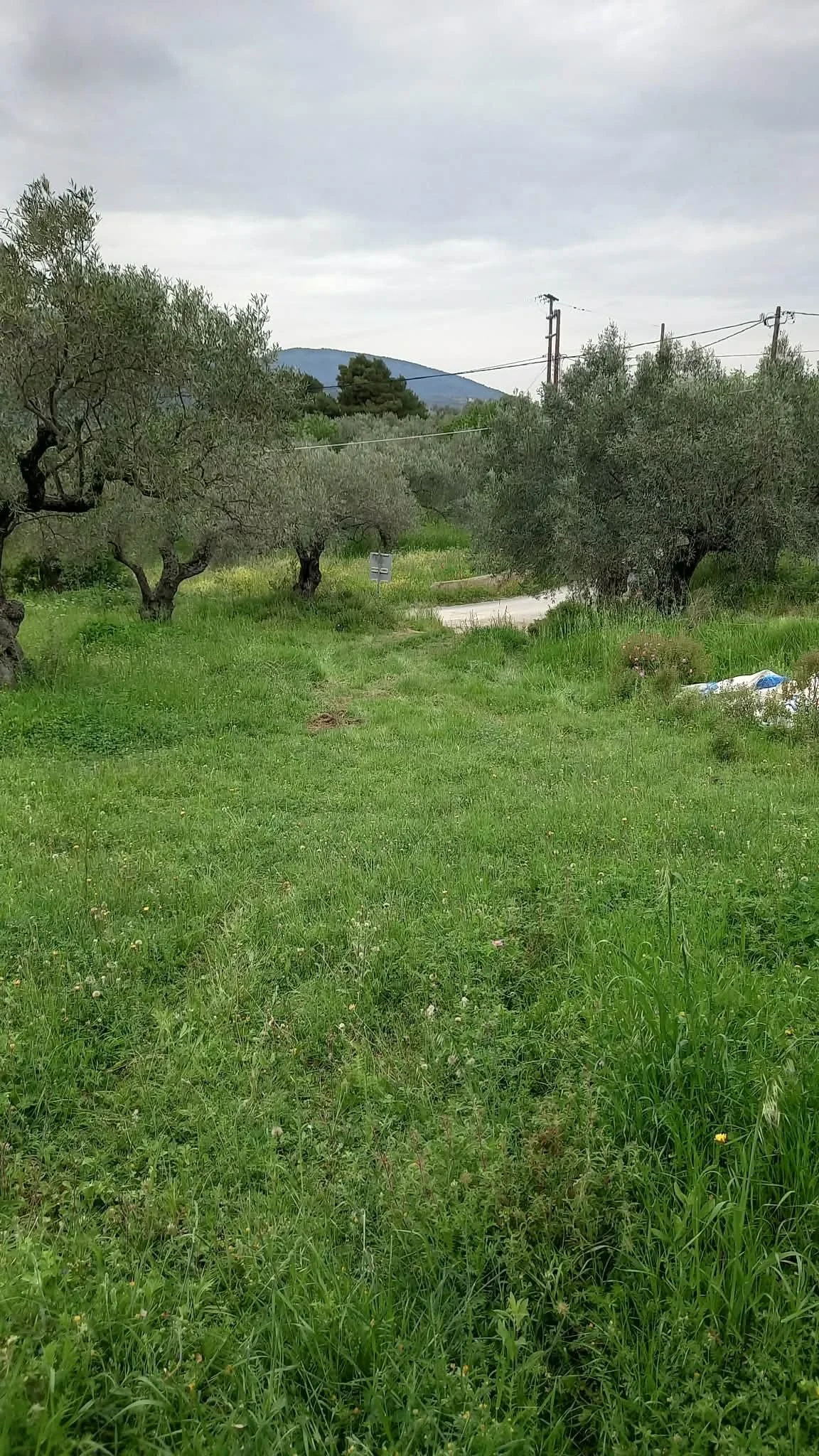 beautiful_land_with_pre_approved_building_license_roadway.jpg