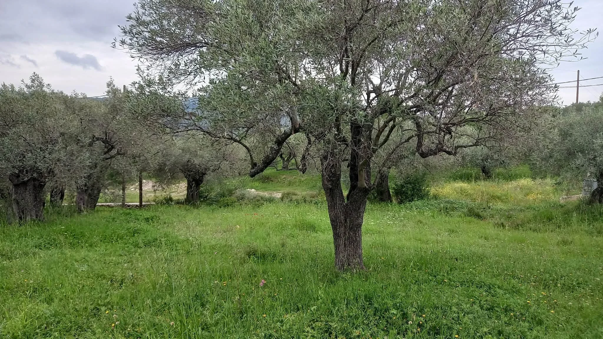 beautiful_land_with_pre_approved_building_license_tree.jpg