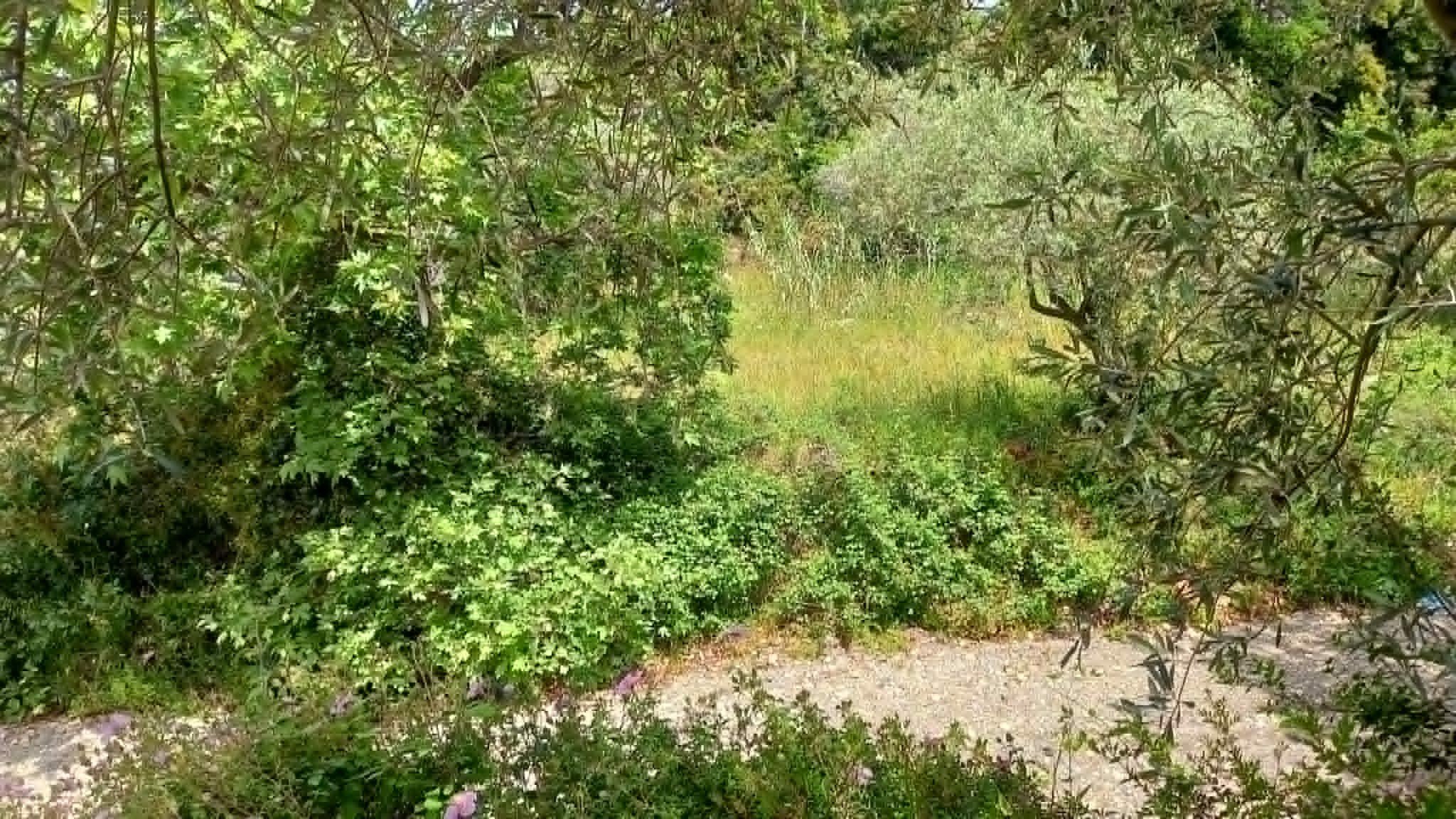 beautiful_land_with_pre_approved_building_license_bushes.jpg