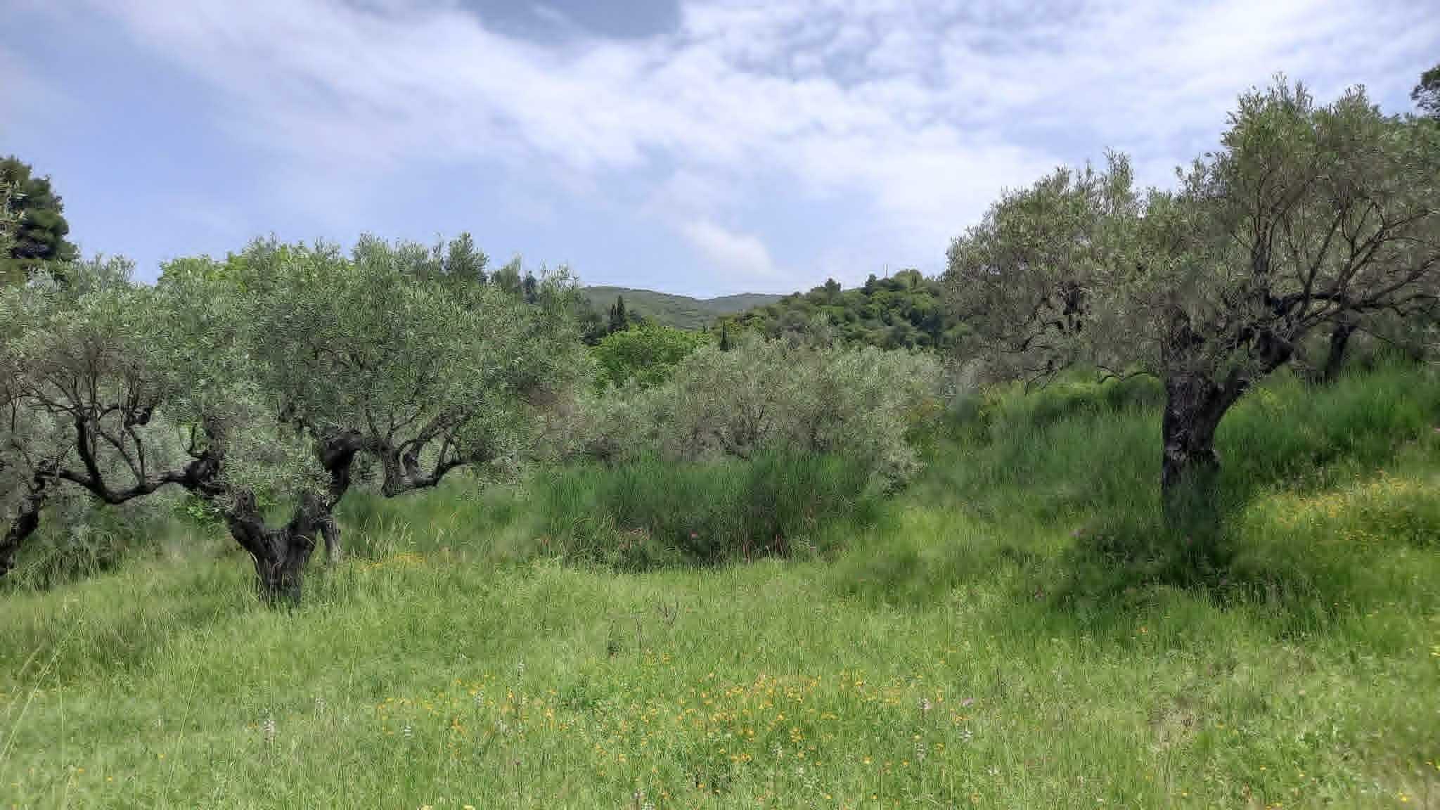 beautiful_land_with_pre_approved_building_license_green_grass.jpg