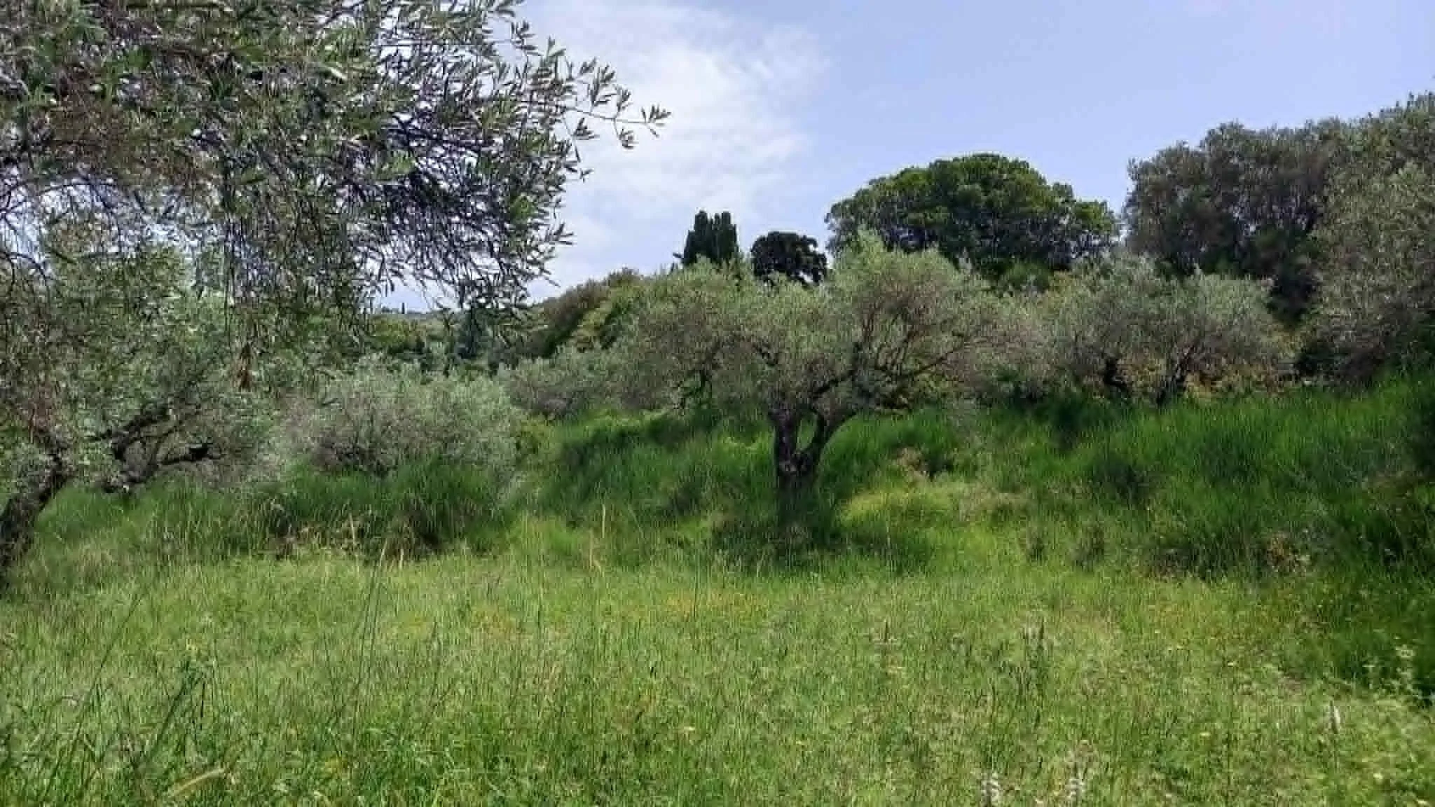 beautiful_land_with_pre_approved_building_license_leaves.jpg