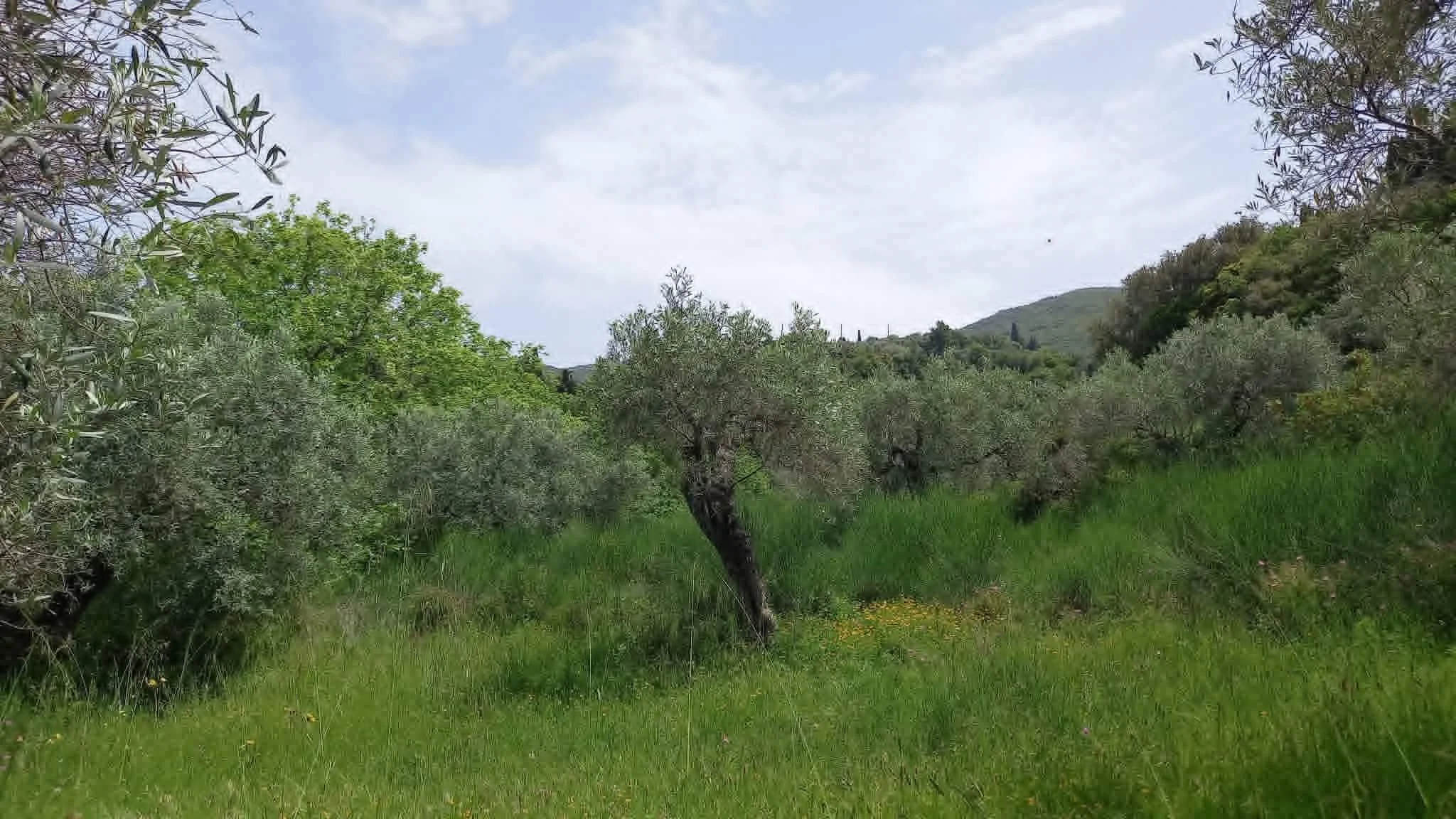 beautiful_land_with_pre_approved_building_license_one_tree.jpg