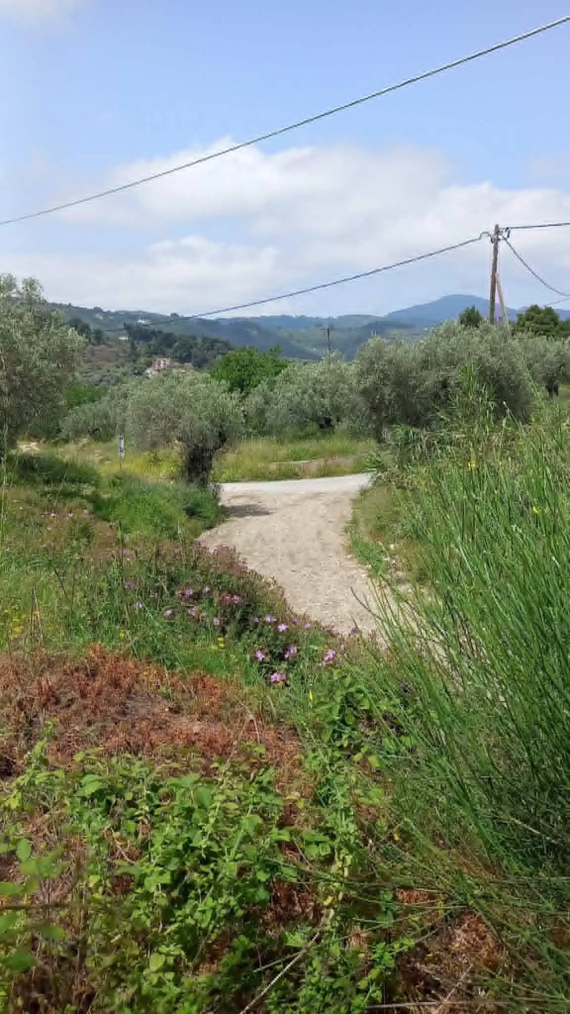 beautiful_land_with_pre_approved_building_license_road.jpg