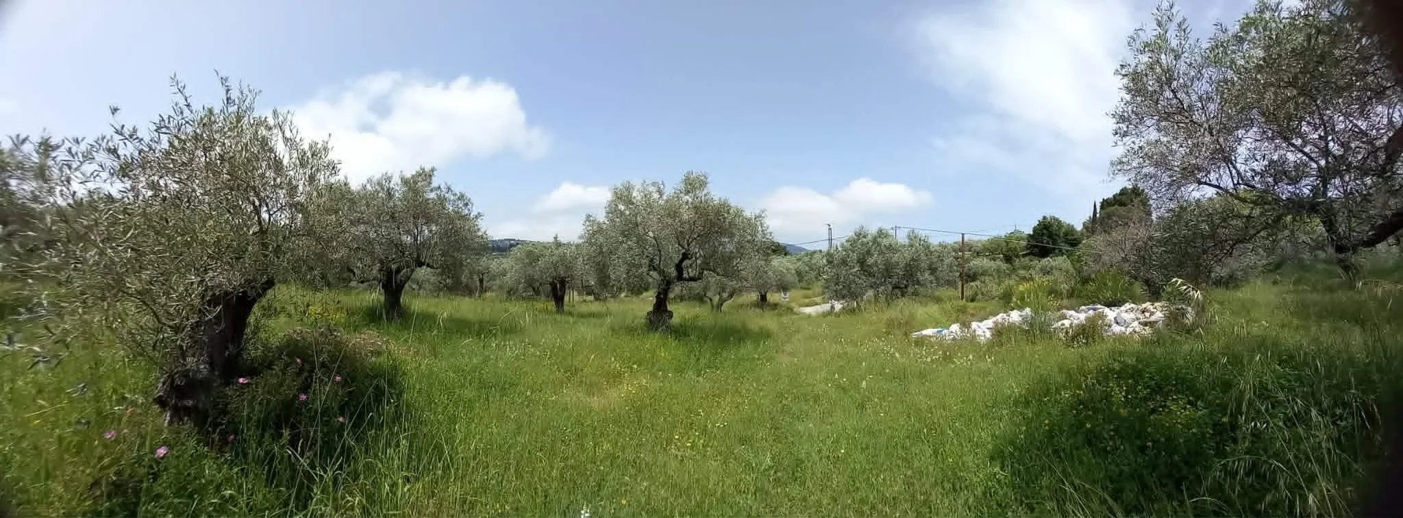 beautiful_land_with_pre_approved_building_license_wide.jpg