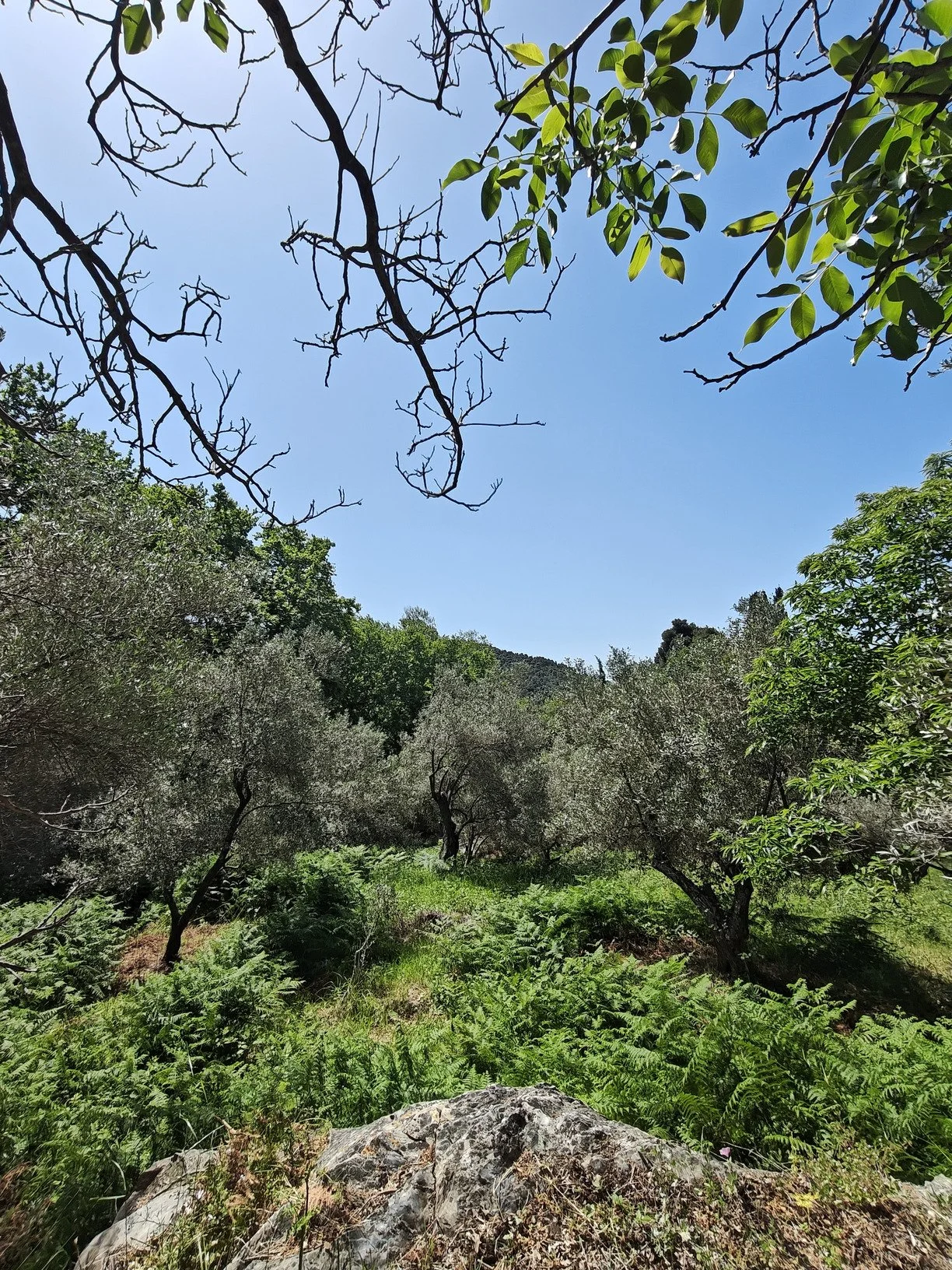 hidden_gem_in_potami_branch.jpg