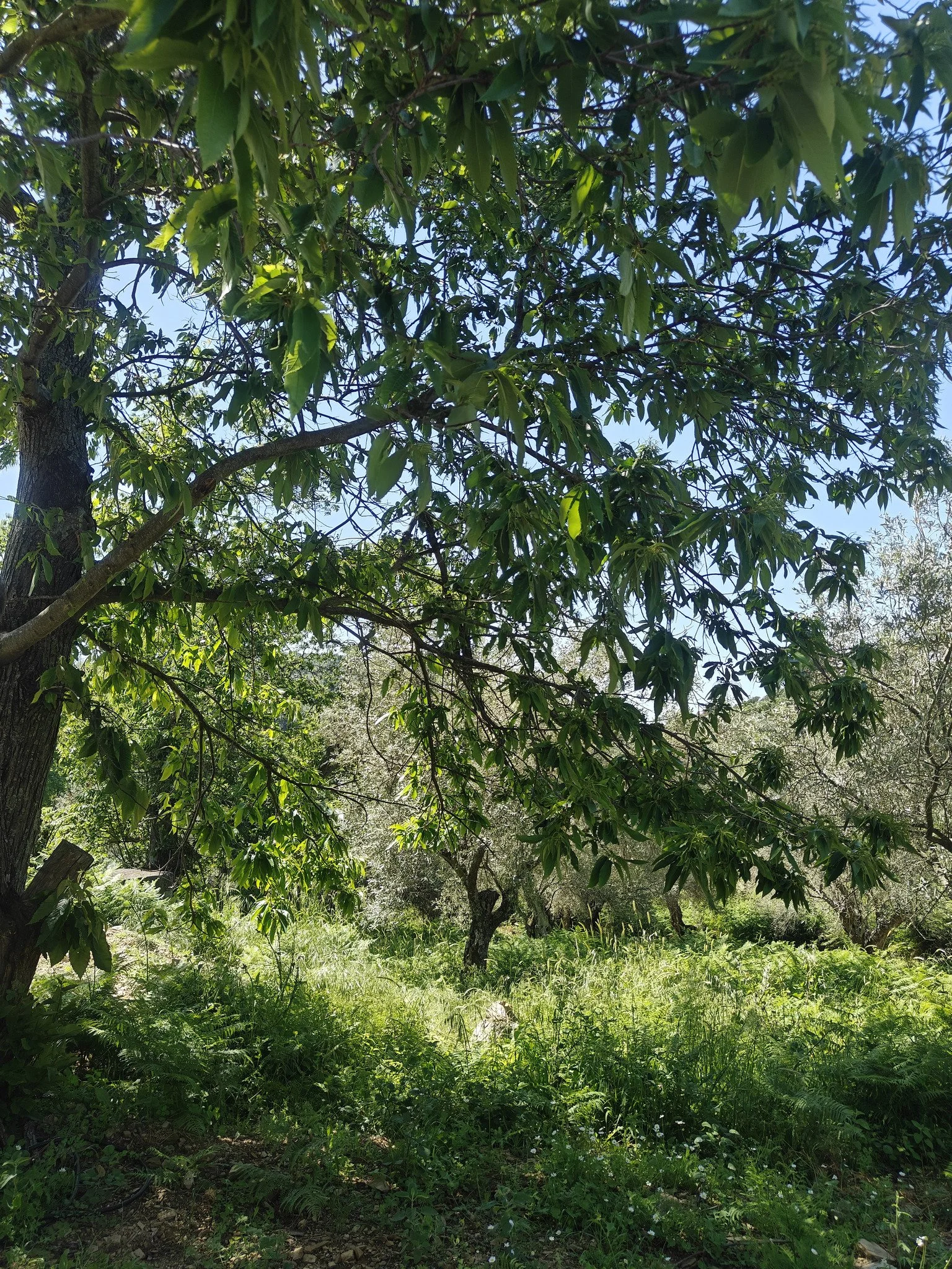 hidden_gem_in_potami_dark green.jpg
