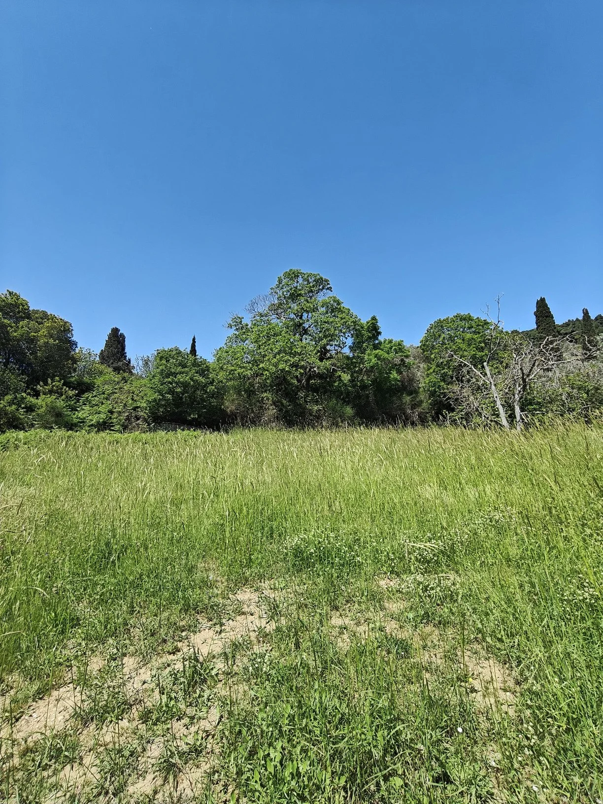 hidden_gem_in_potami_grass.jpg