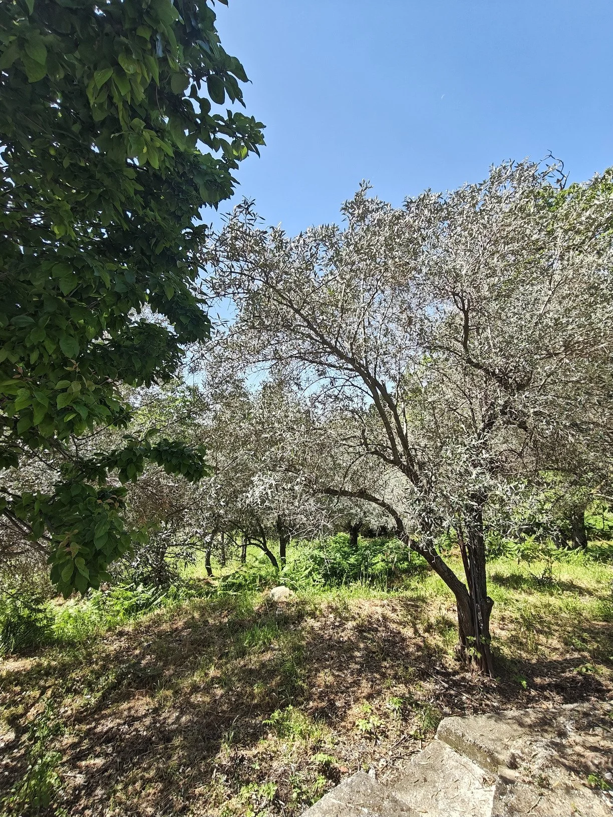 hidden_gem_in_potami_light_tree.jpg