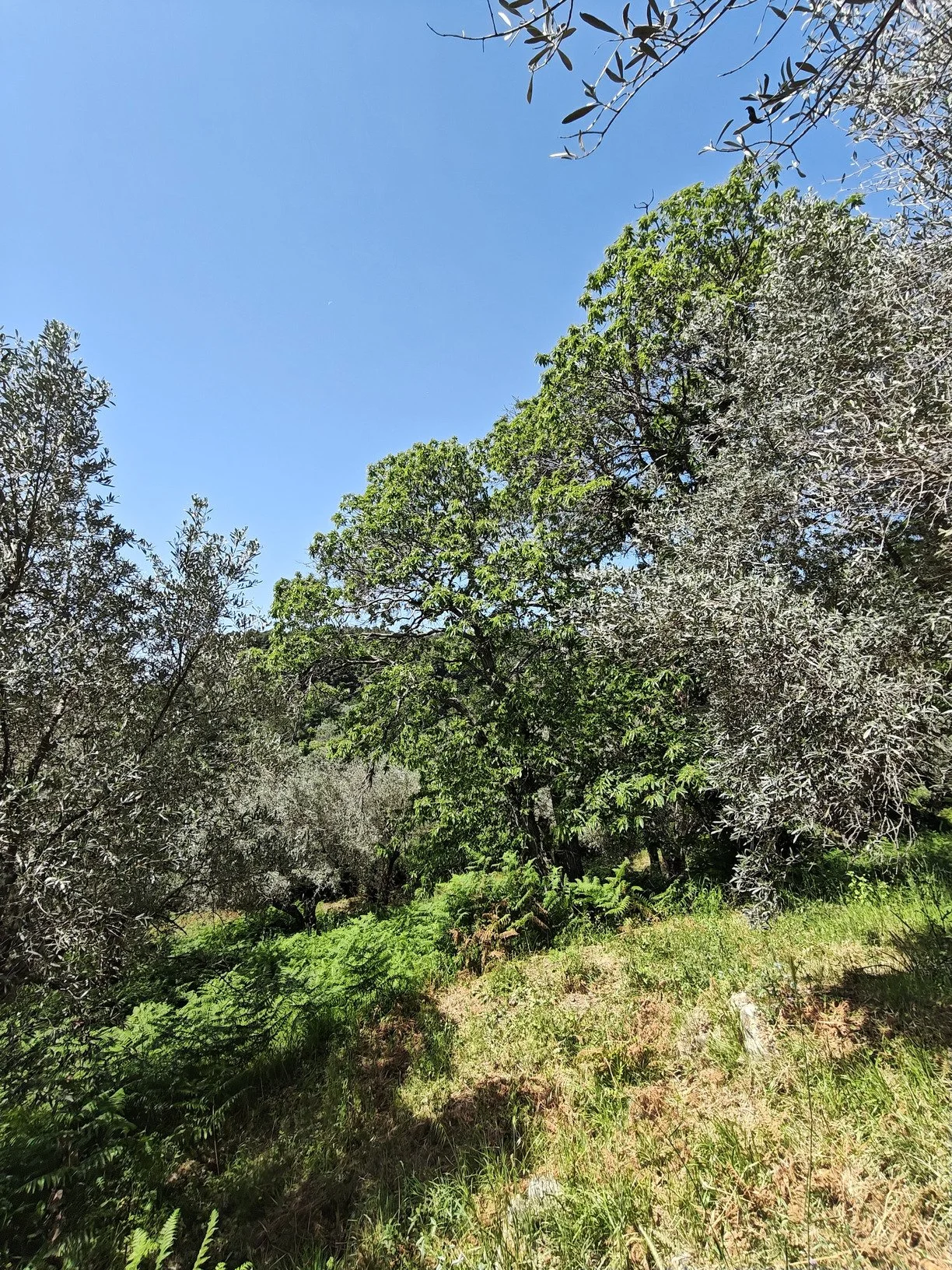 hidden_gem_in_potami_ridge.jpg