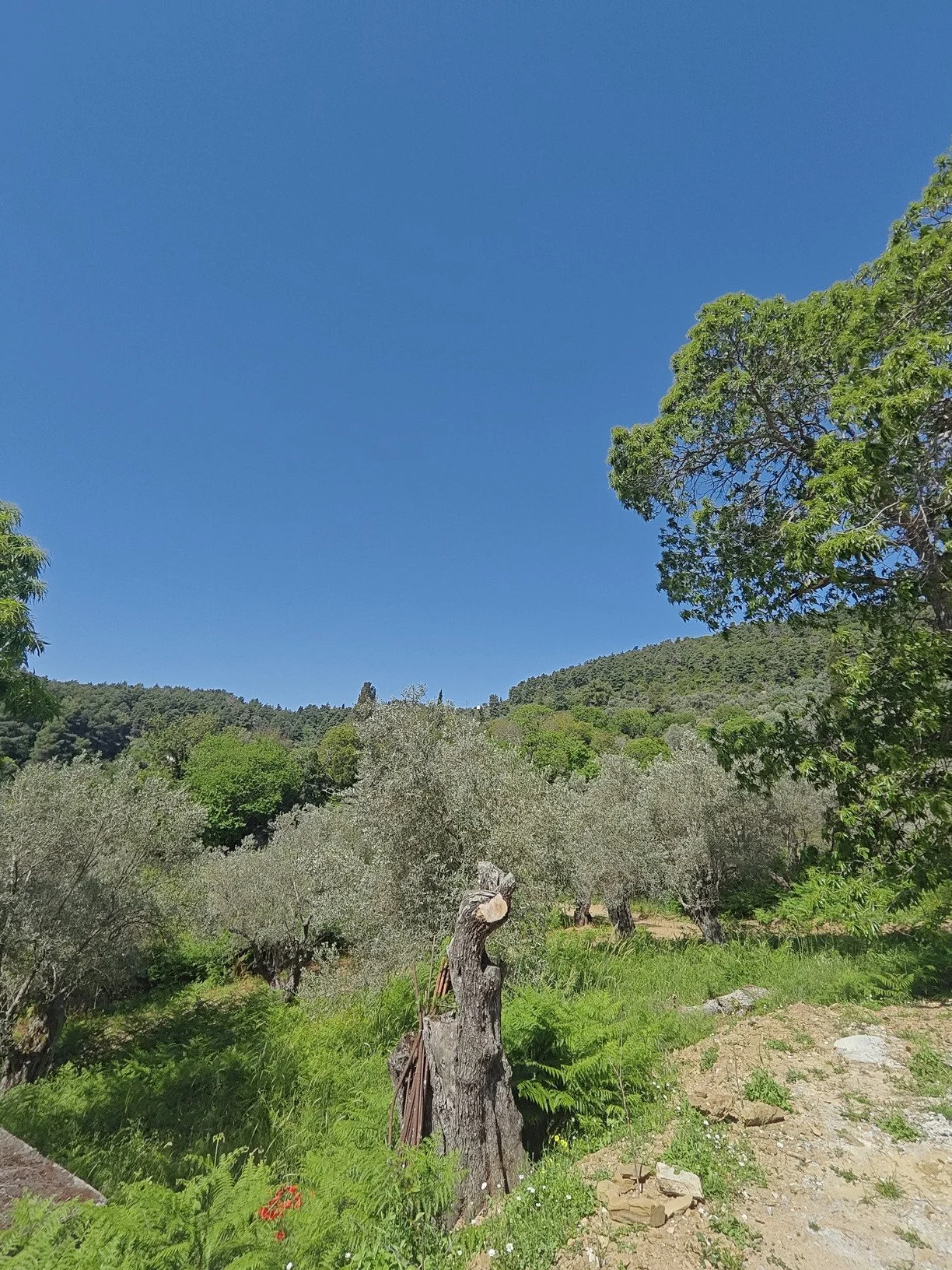 hidden_gem_in_potami_road.jpg