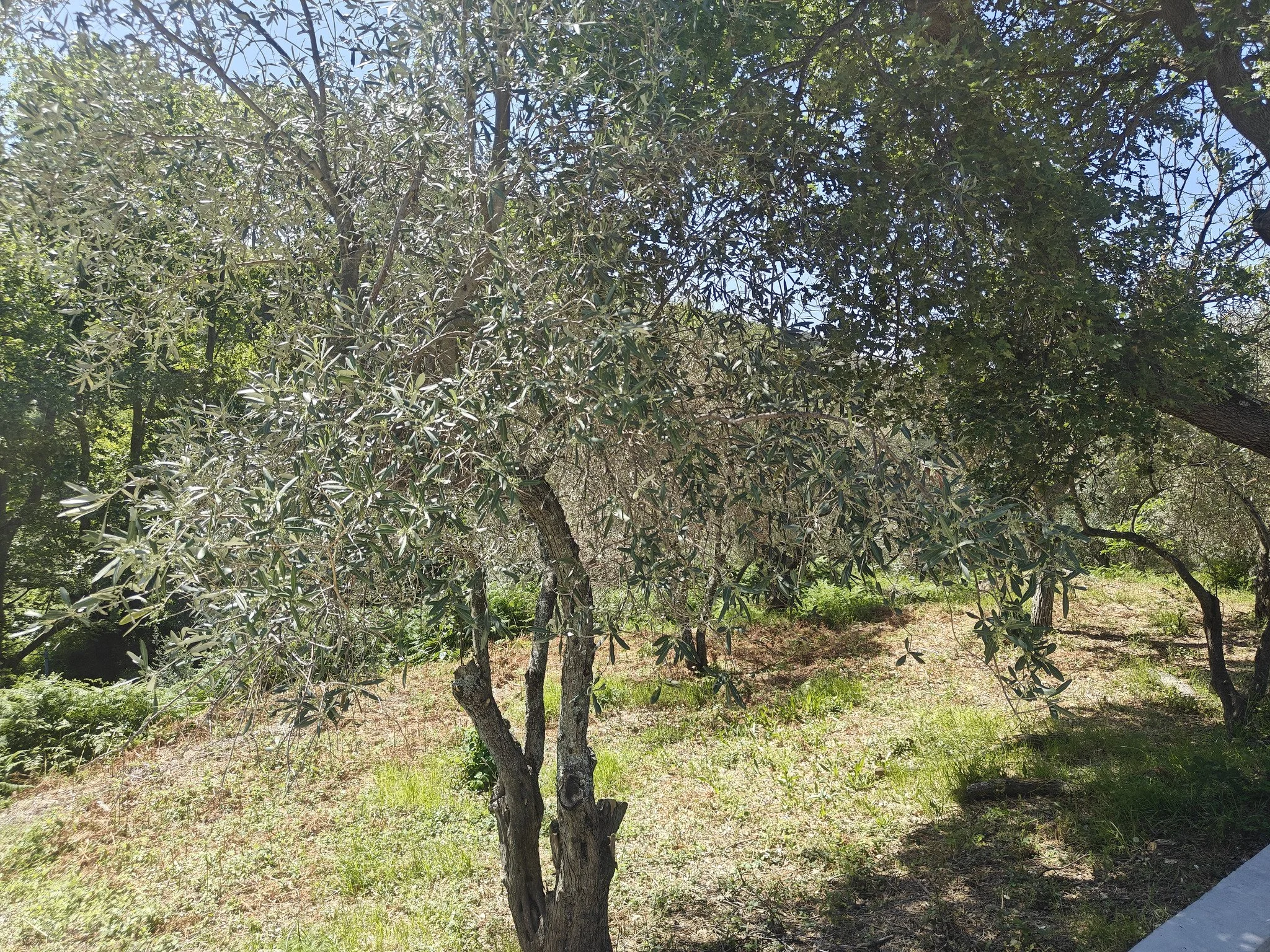 hidden_gem_in_potami_tree.jpg