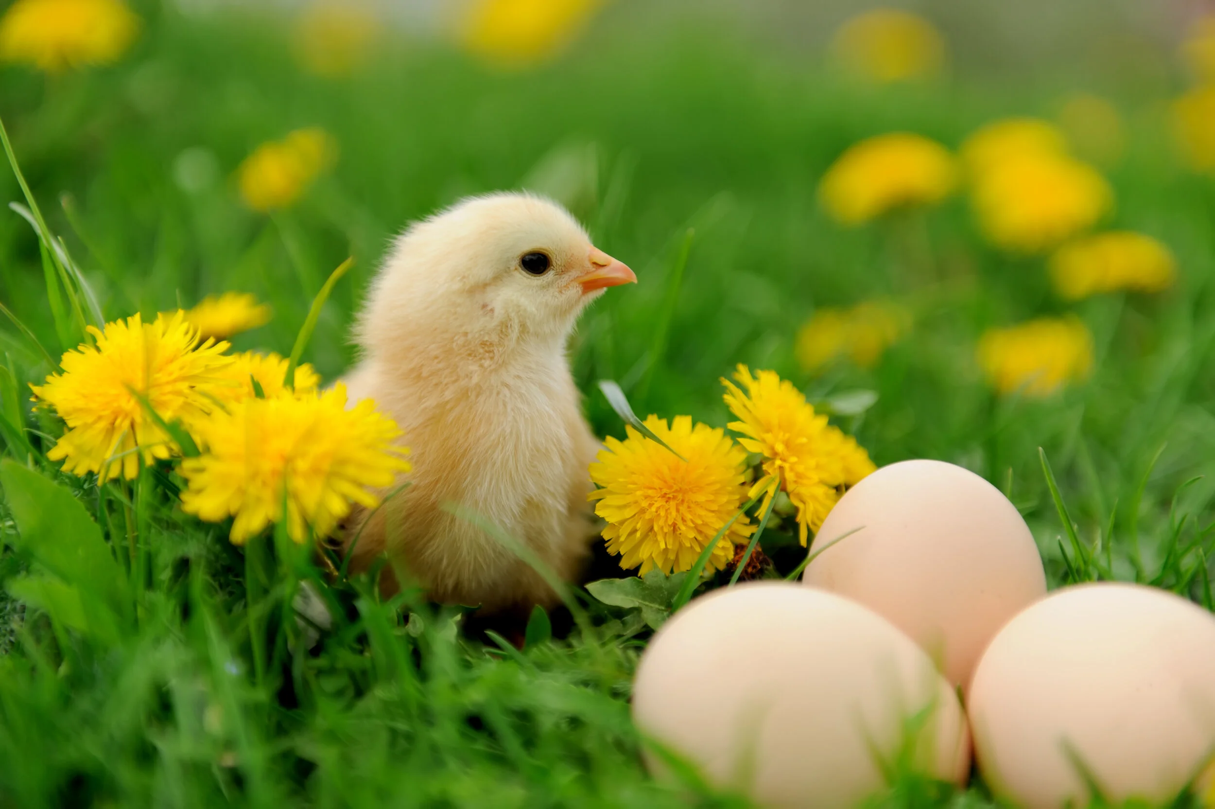 Hatching Chicks at The Oxford School