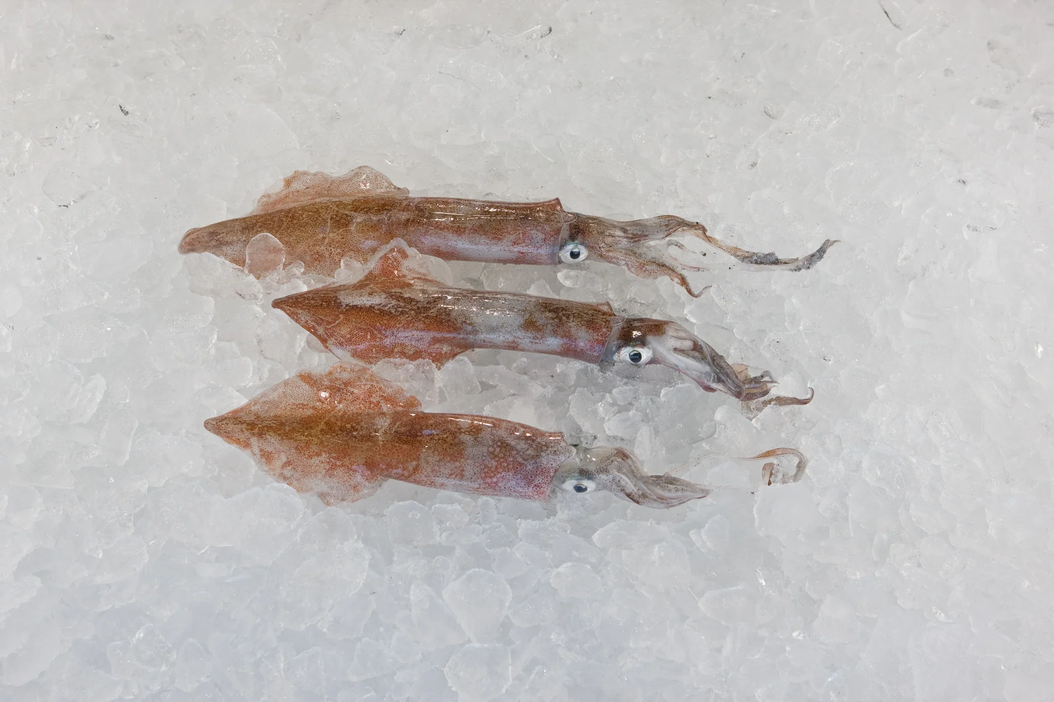 Whole (Dirty) Loligo squid.