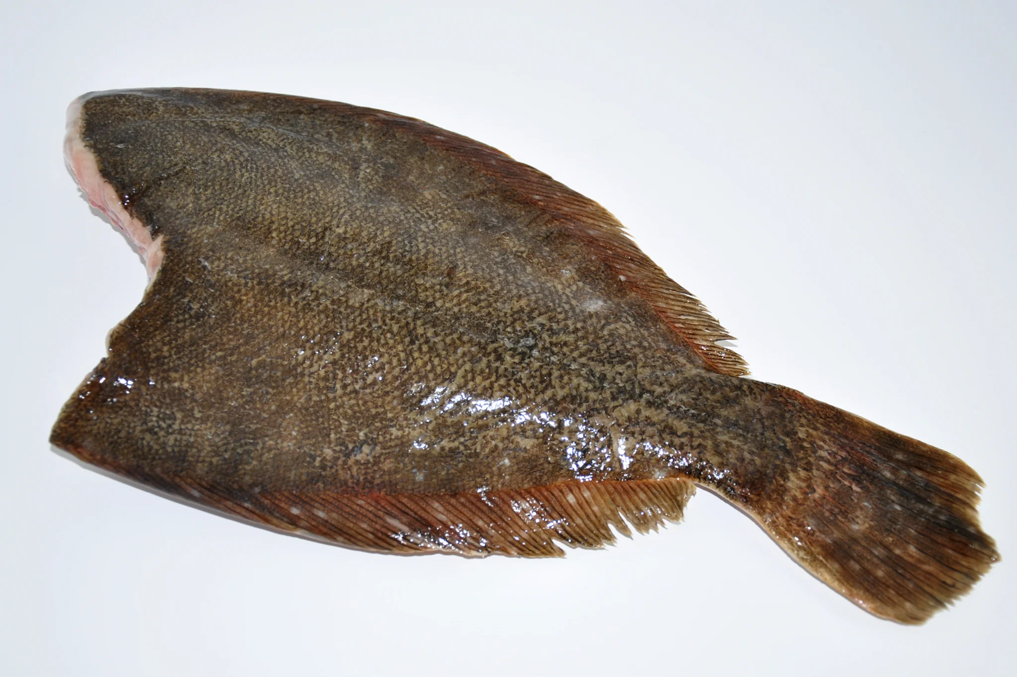 Summer flounder H&G.