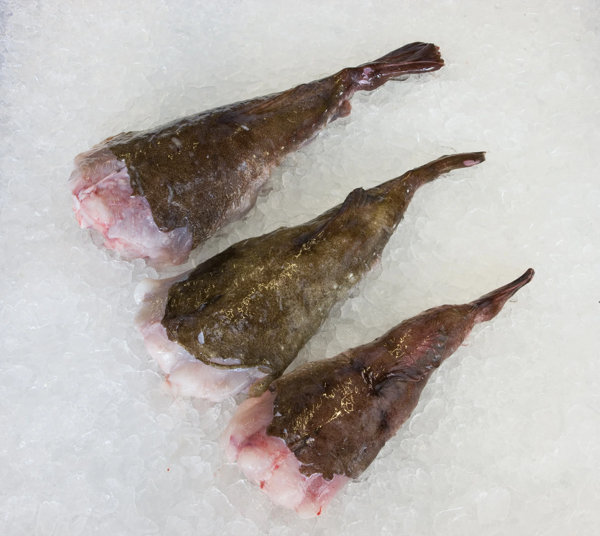Monkfish tail.