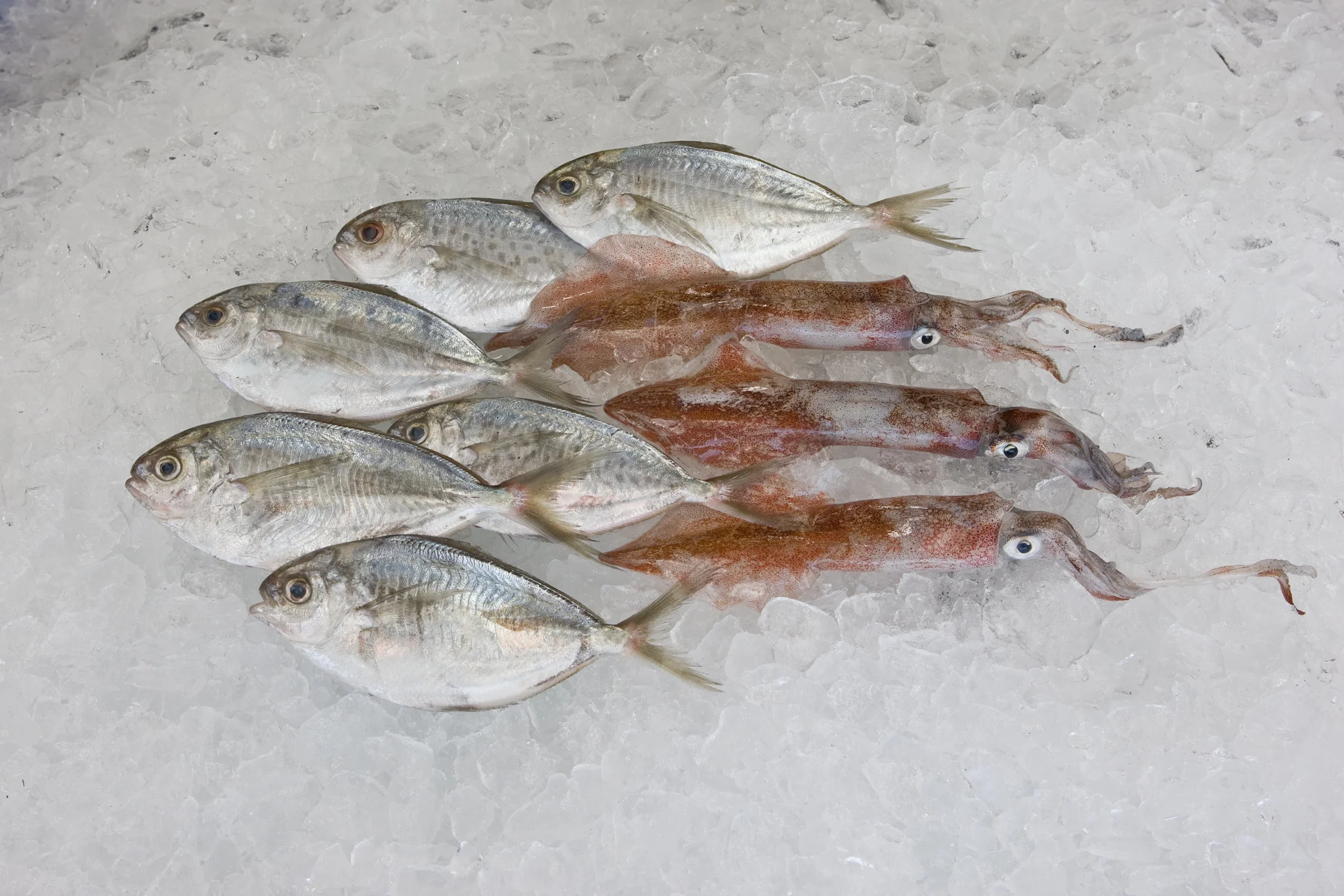 Butterfish & Squid.