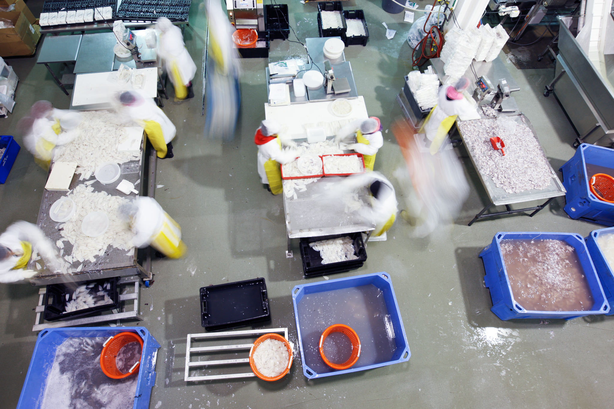 Cleaning squid by hand.