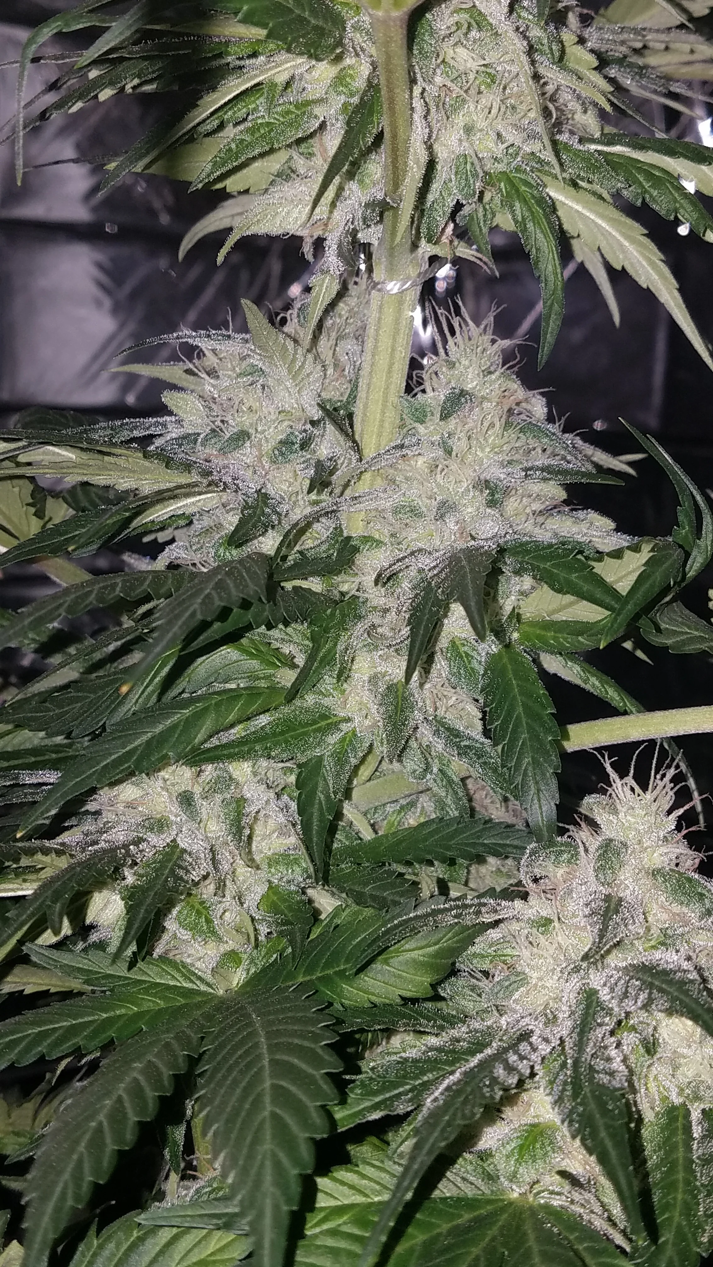Gorilla Glue No. 4