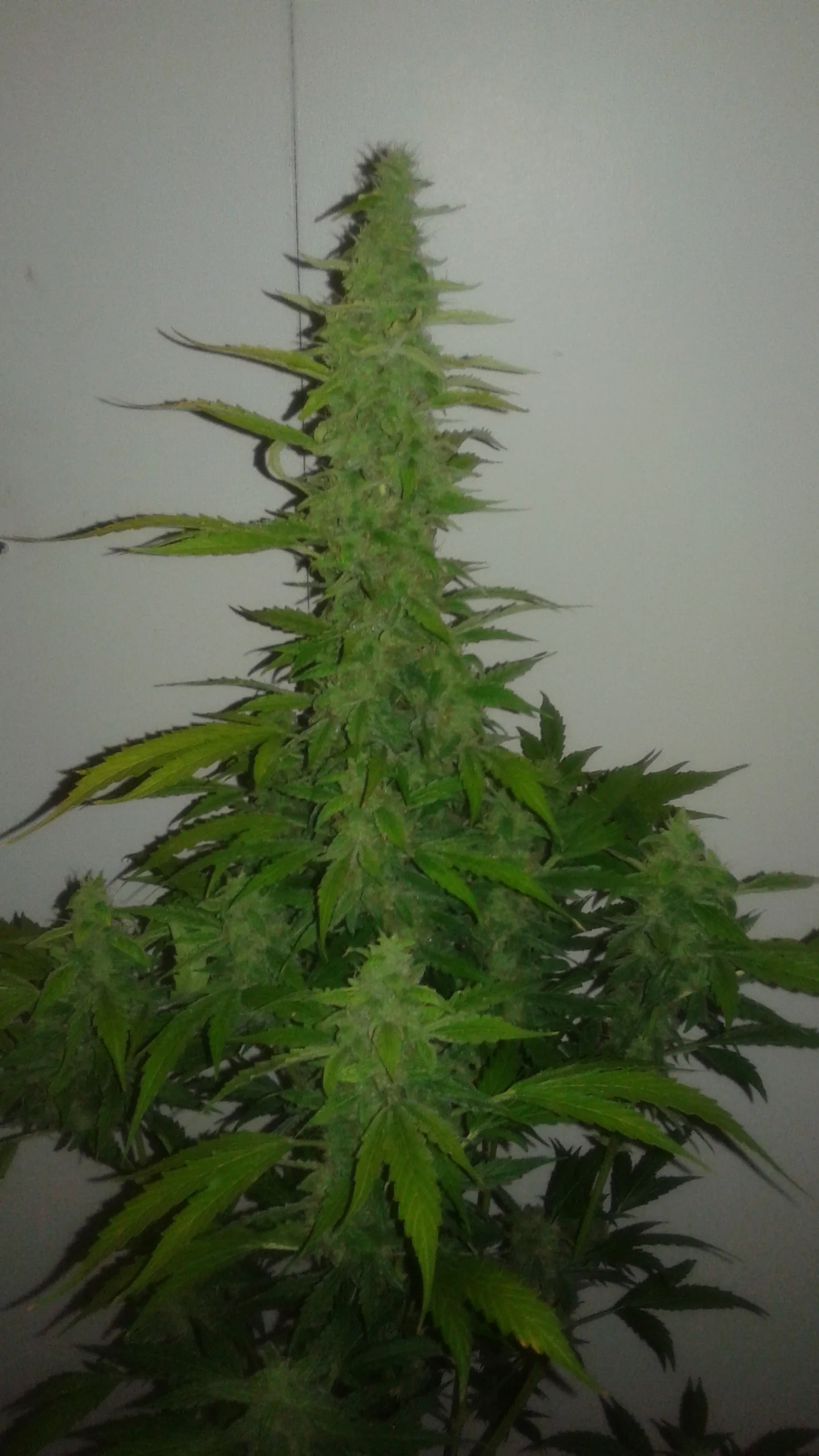 Grapefruit Auto