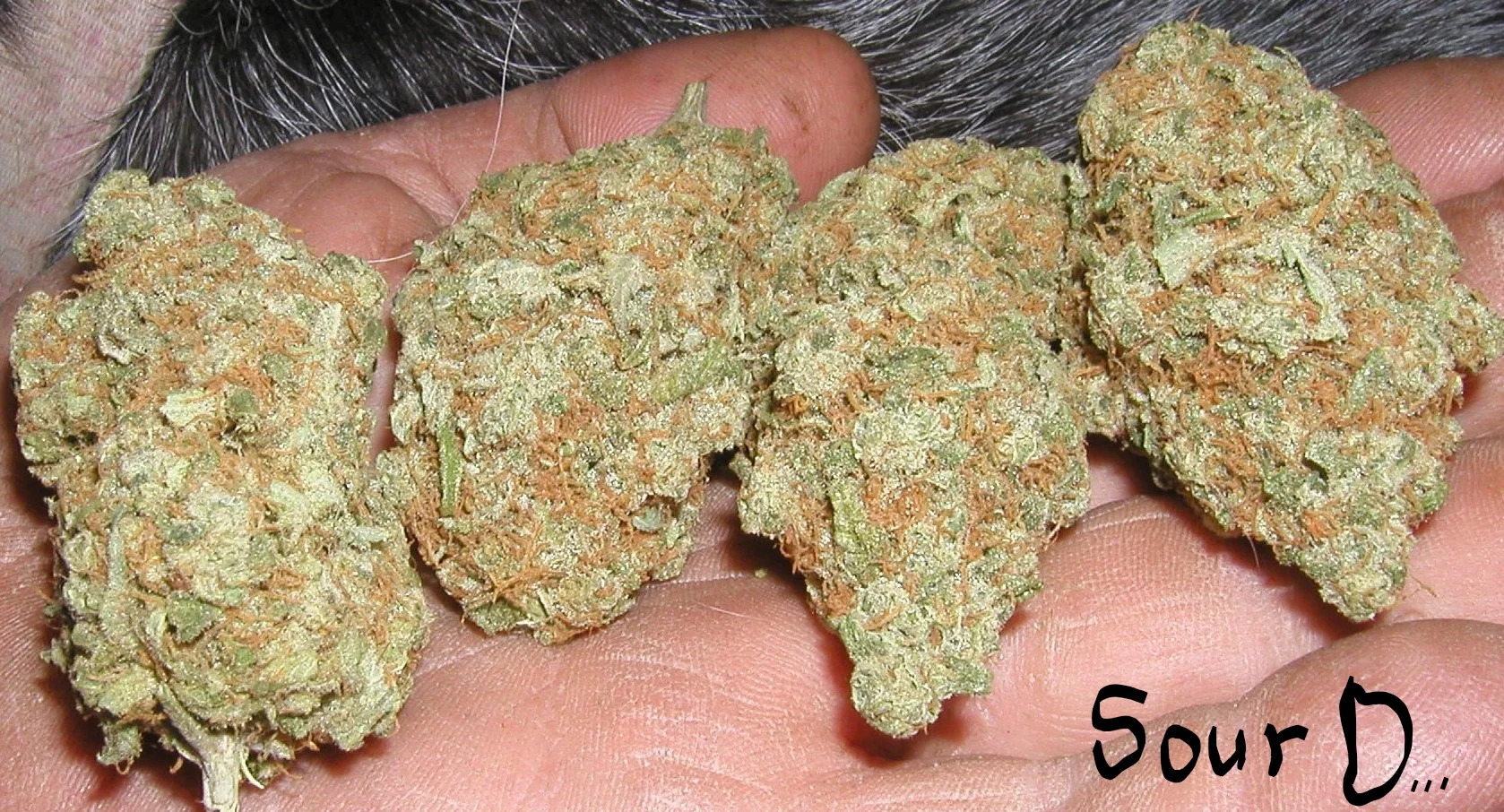 Sour Diesel No. 2