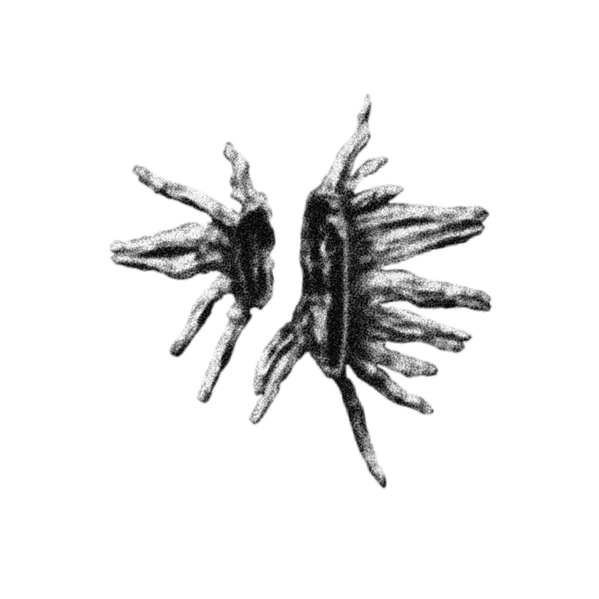 IMG_4050.jpeg