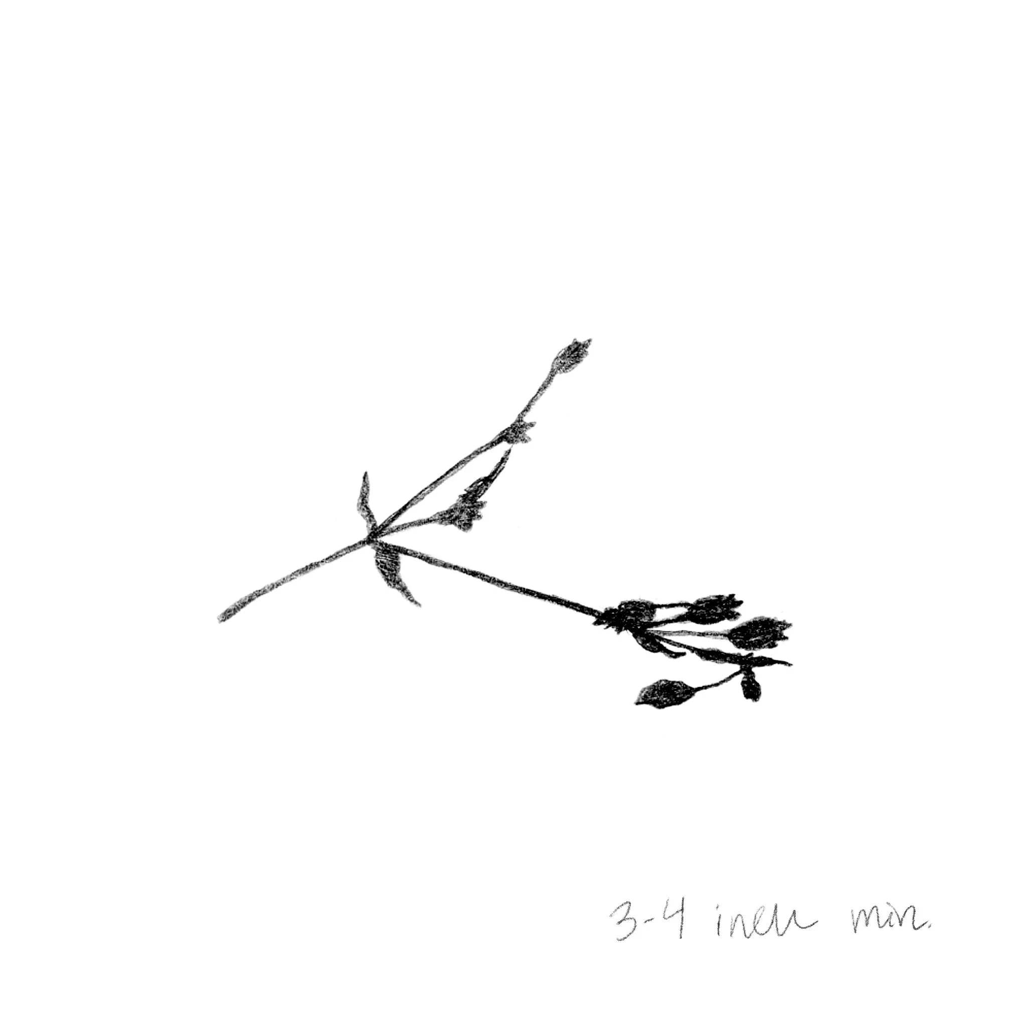 IMG_4120.jpeg