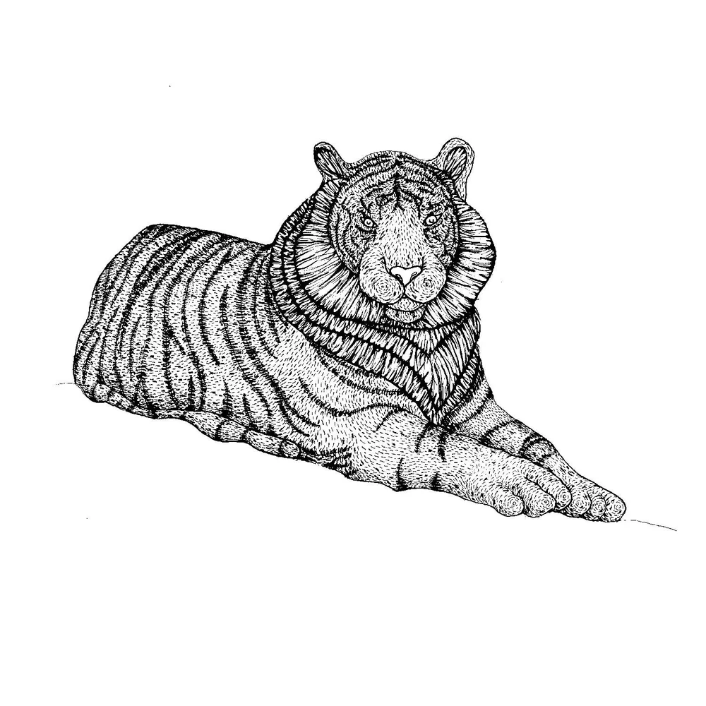 Realistic Tiger Drawing