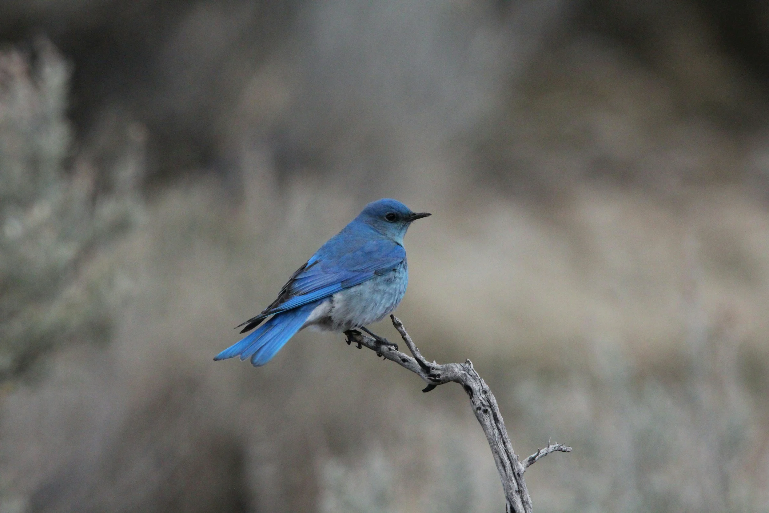 Bluebirds
