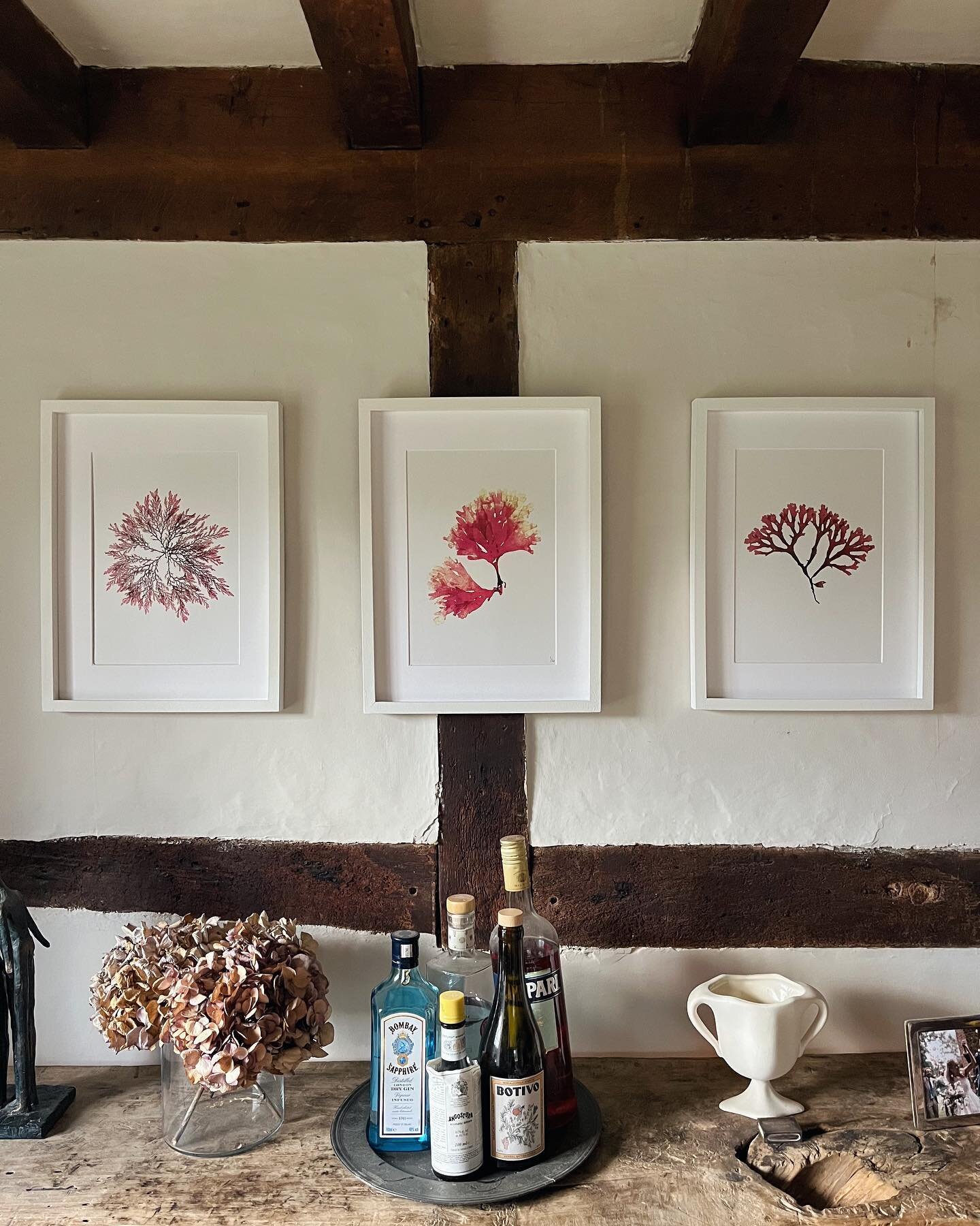 Now online. Limited edition prints of some of our favourite previous pressings. So pleased with how these have come out ❣️
&bull;
&bull;
&bull;
&bull;
#tamra #tamrauk #seaweed #pressedseaweed #seaweedpressing #britishseaweed #foraging #foragedart #ne
