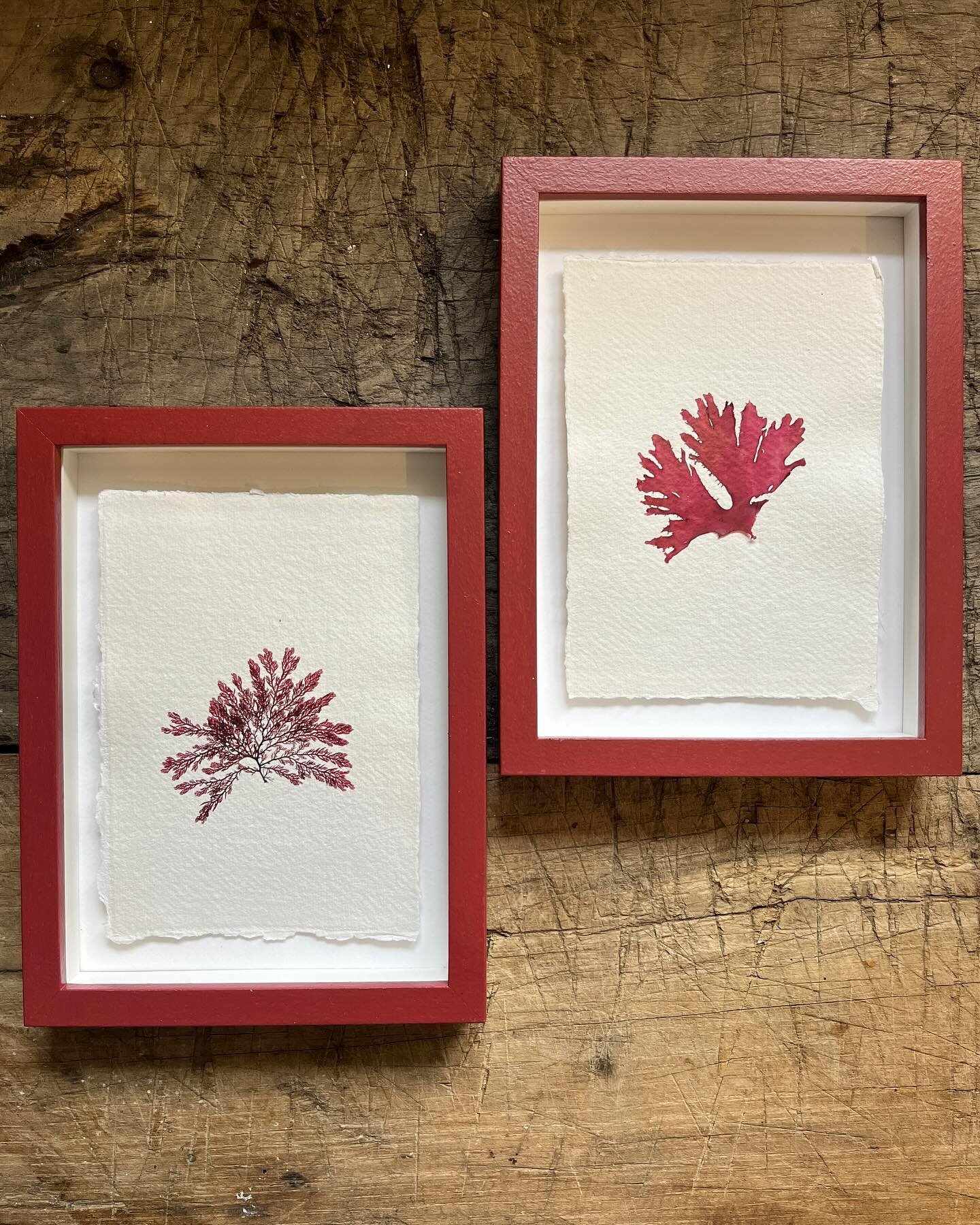 This combo &hearts;️ online today along with lots of others 
&bull;
&bull;
&bull;
&bull;
#tamra #tamrauk #seaweed #pressedseaweed #seaweedpressing #britishseaweed #foraging #foragedart #newcollection #supportsmallbusiness #buybritish #framedprints #f