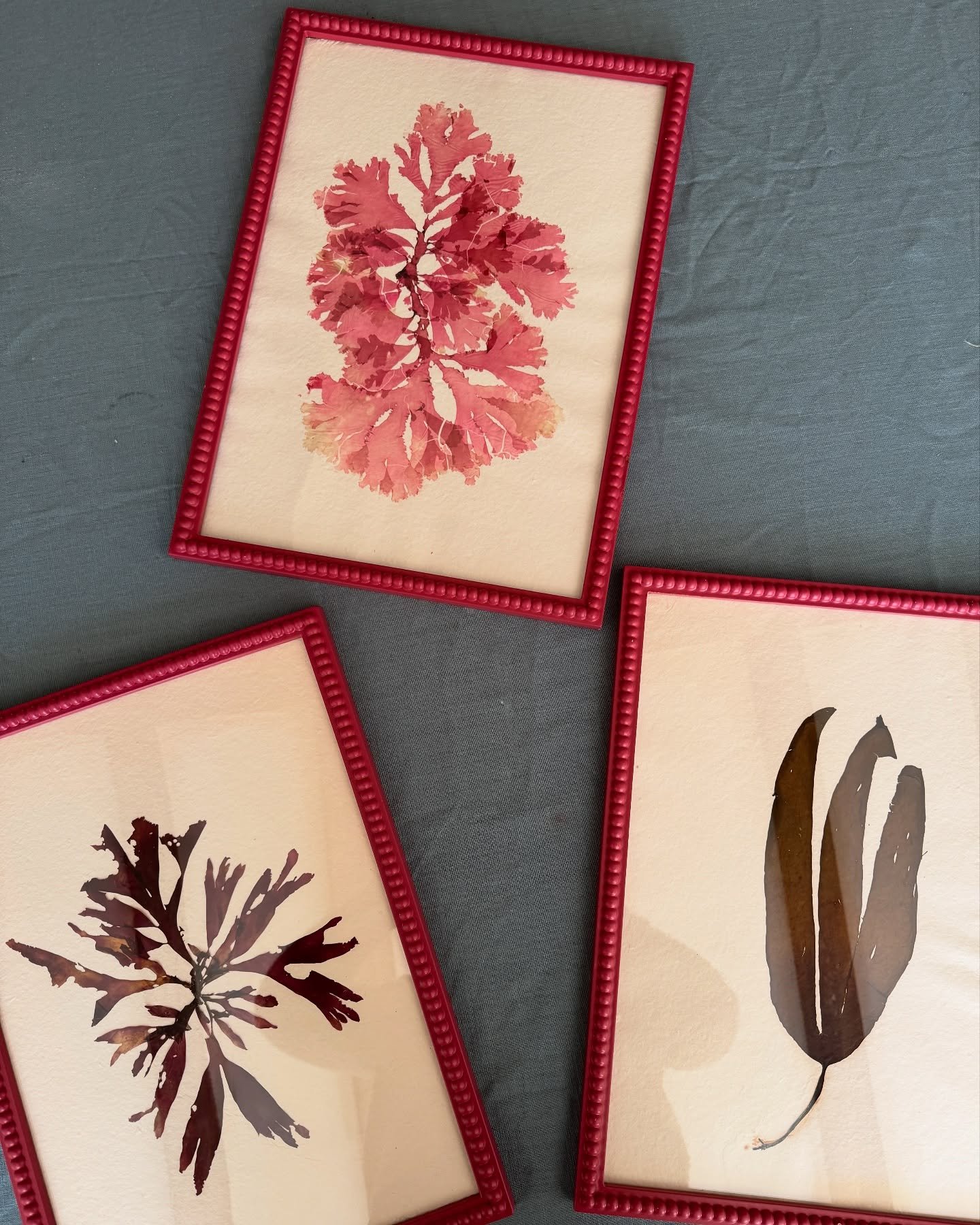 We have a date! Our Spring drop will go live this Sunday 1st June at 8:30am 🤸🏻 as always our subscribers will get first access. Really proud of this one, lots of lovely seaweeds including a few big bobble framed ones like these x