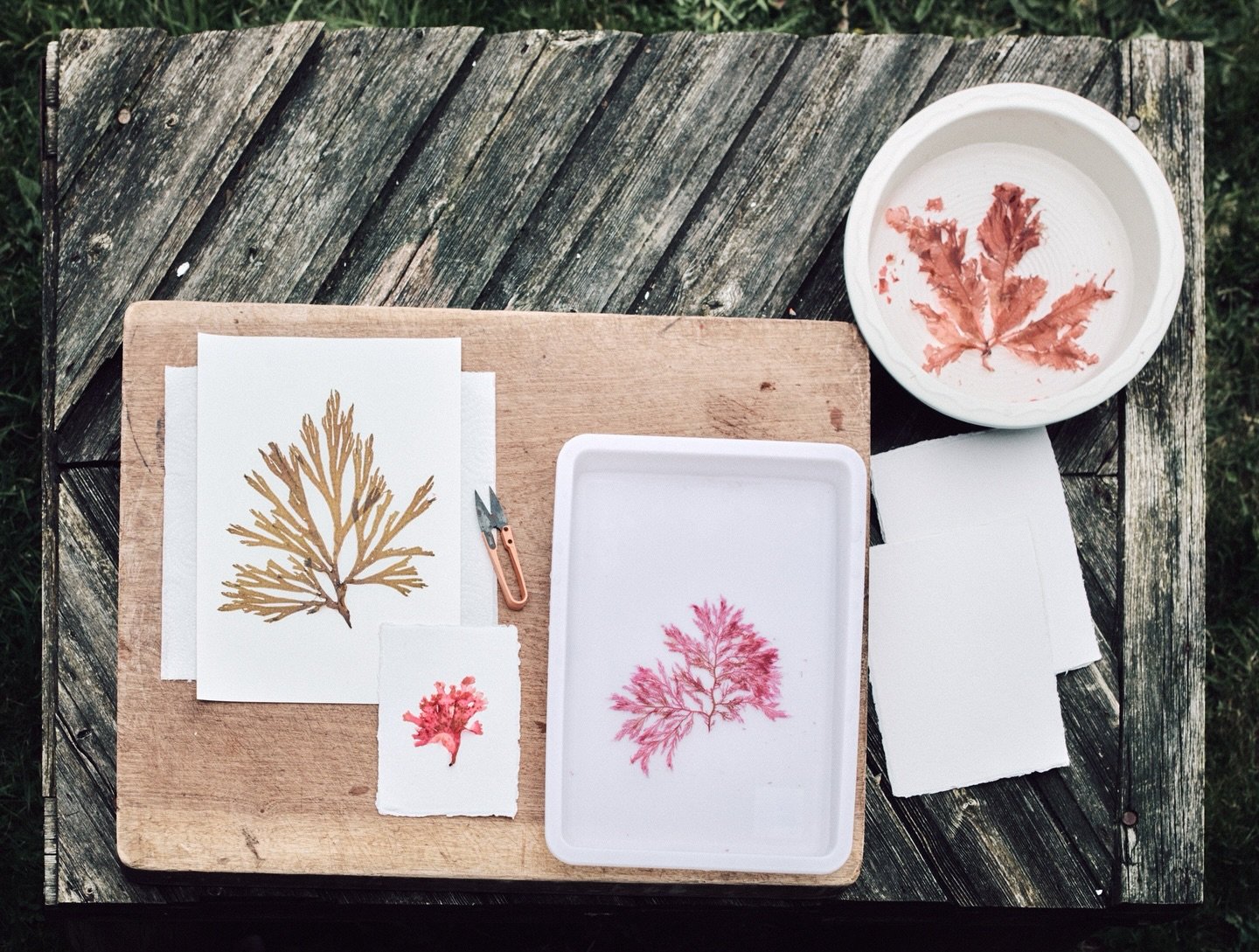My desk ❣️

📸 @sophiefodenpattinson 

#seaweedpressing #pressedseaweed #tamrauk
