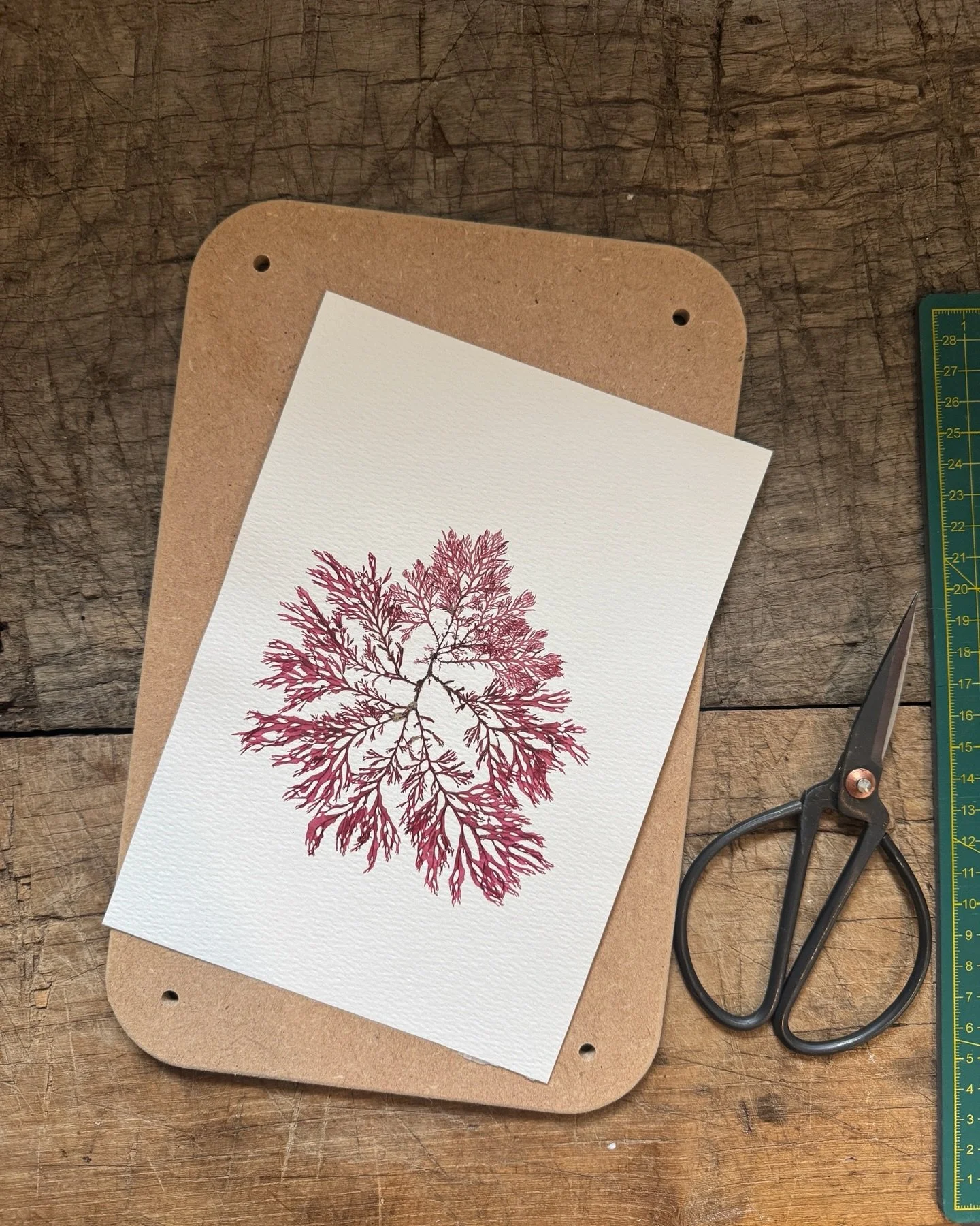 One of my spring collection pressings ❣️ all on my website now

#pressedseaweed #seaweedpressing