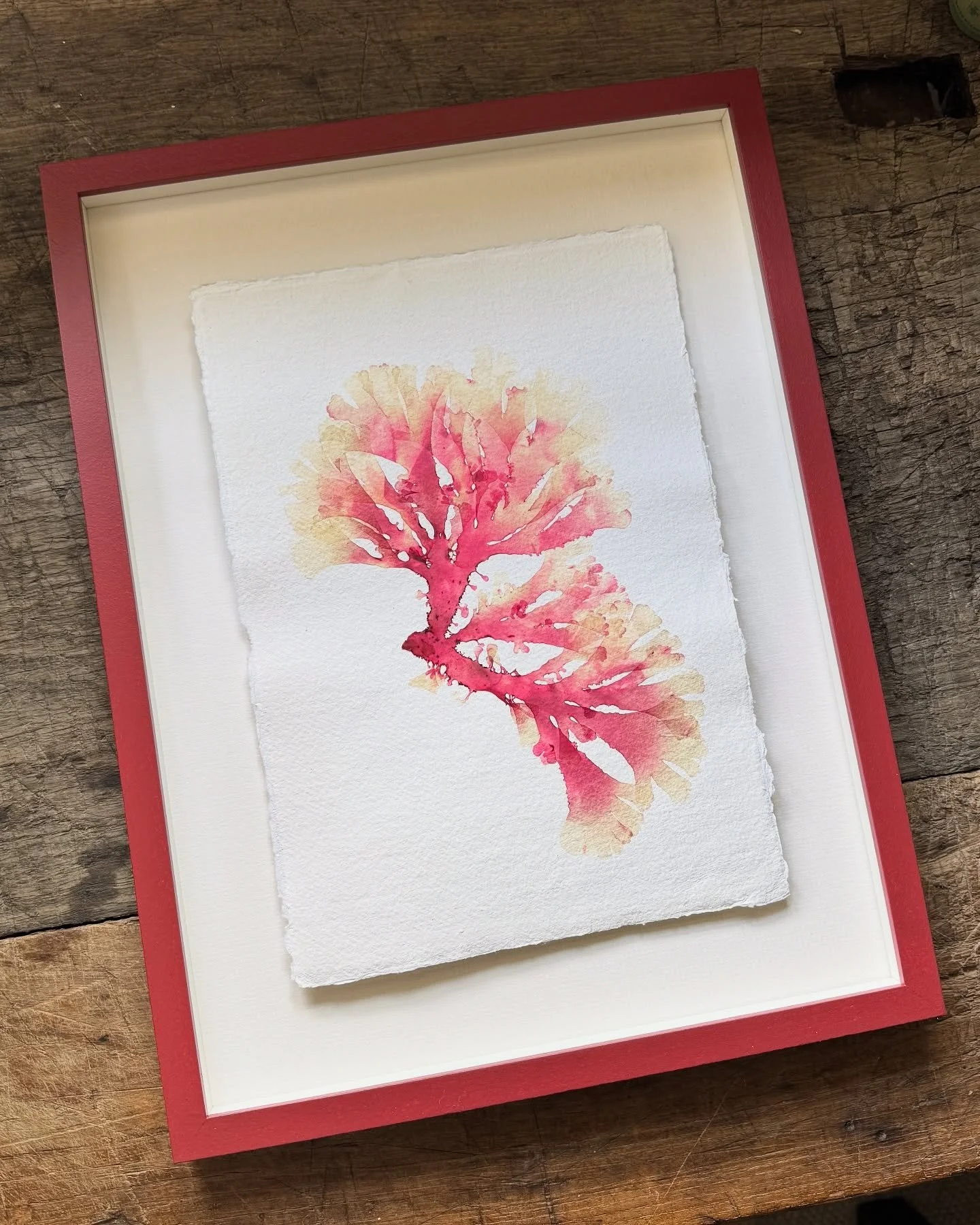 Spotlight on: our large framed real pressed seaweeds. These are always popular for gifts such as wedding presents. They are big (30 x 40 cm) and heavy, framed, mounted and totally one-off. A perfect unique present for a newlyweds home. We currently h