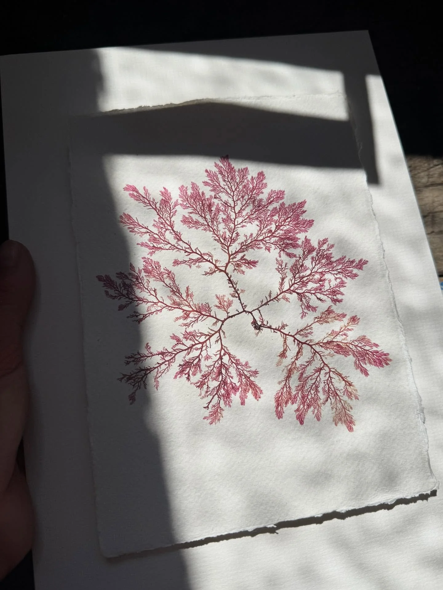 When the sunlight catches ✨ 

#pressedseaweed #seaweedpressing #tamrauk