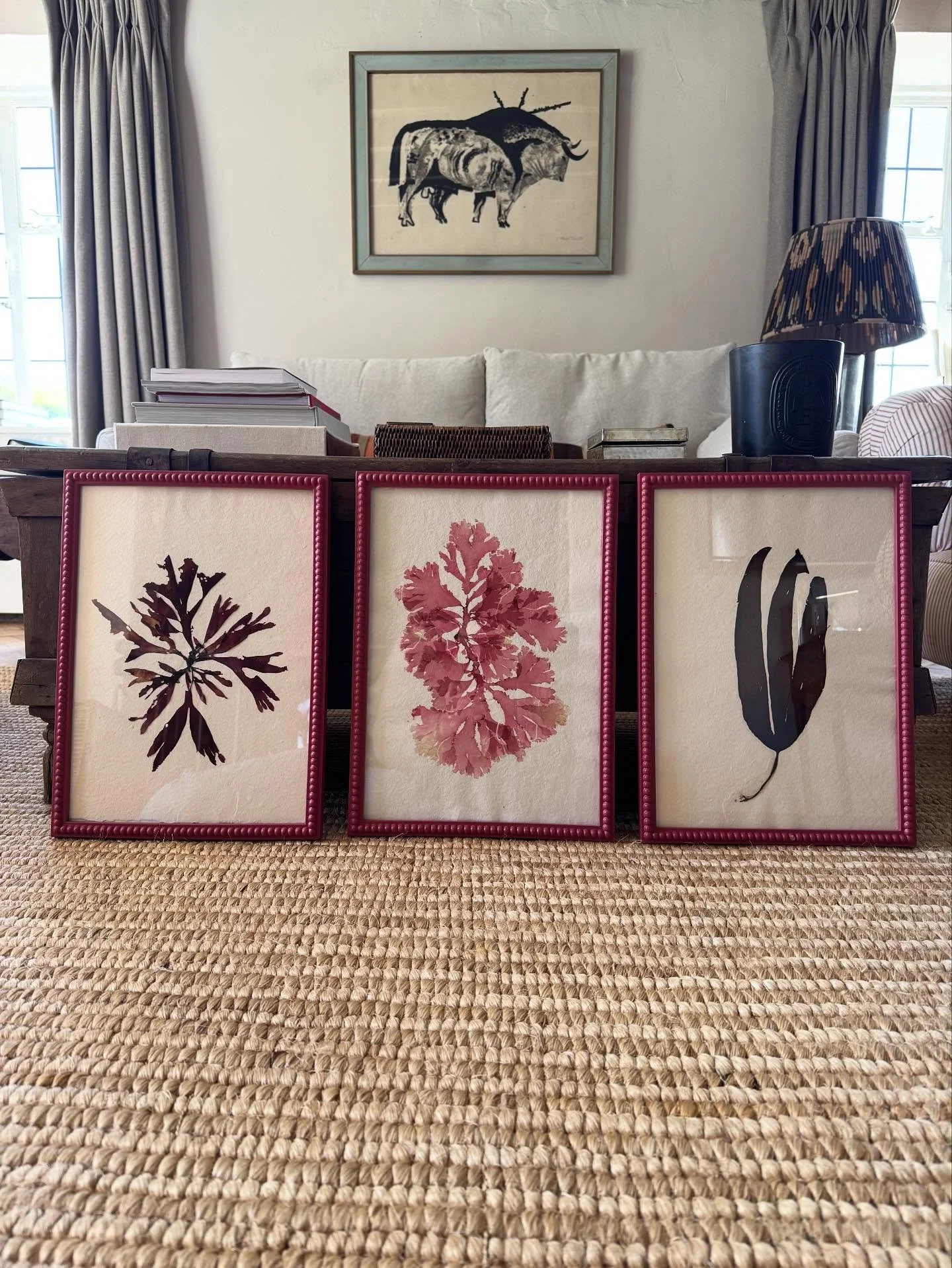 XL and extra special bobbin framed real pressed seaweeds. Hoping to get some more of these ready for Christmas ❣️ 

#pressedseaweed #seaweedpressing #tamrauk