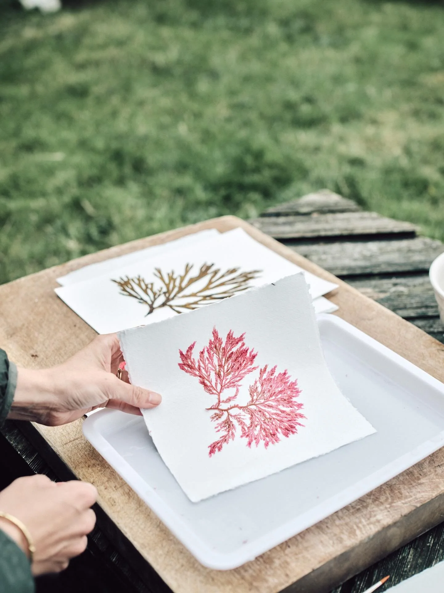 Pressings in progress 💕 

Snap by my clever @sophie.fodenpattinson 

#seaweedpressing #pressedseaweed #tamrauk