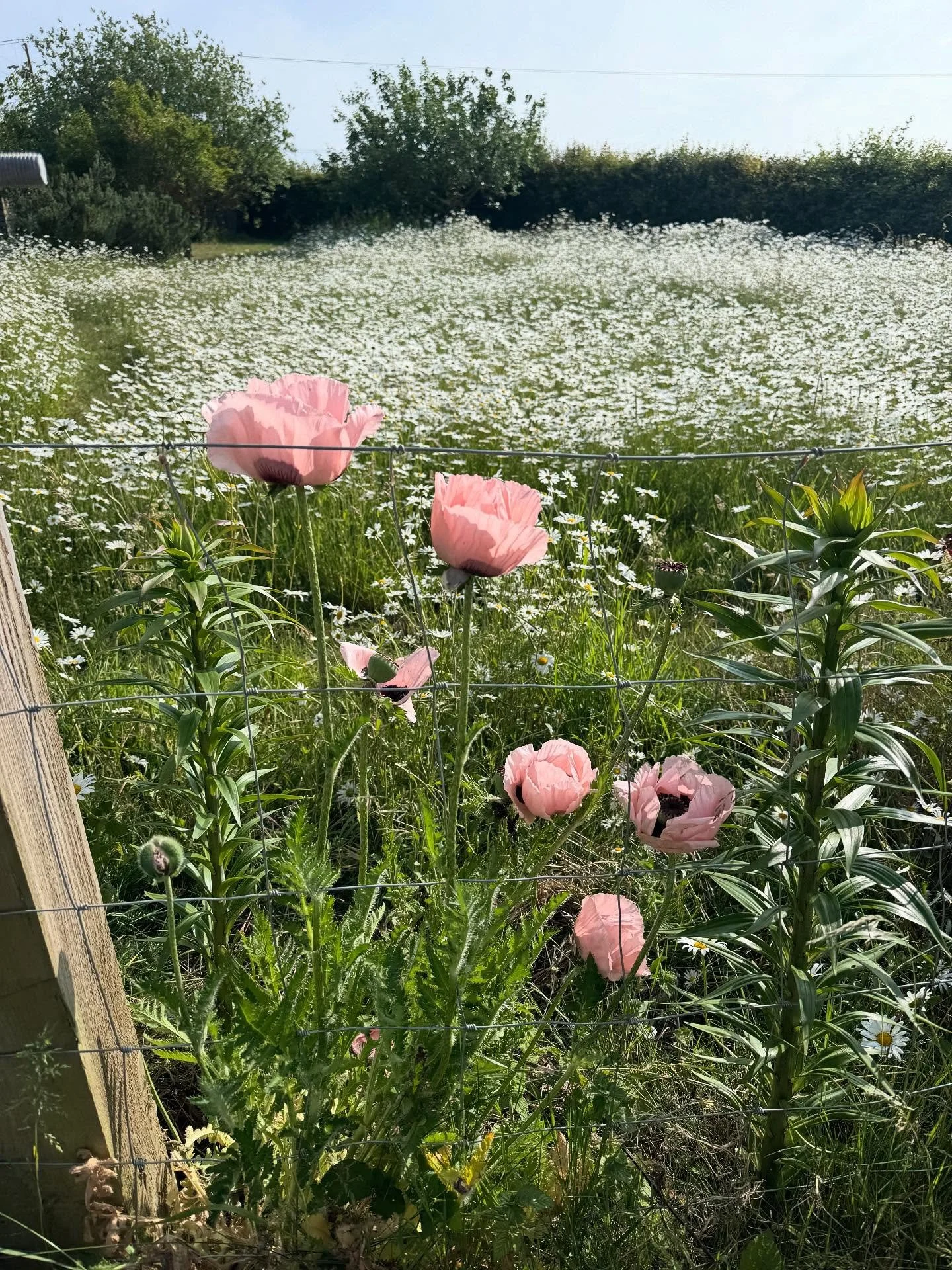 Postcards from summer&hellip;feels like a distant dream on this grey Autumn day 💌

A few highlights:
Lapwings in the breeze in the beautiful Hebrides and pebble built bonfires
Spanish houses
Deal beach celebrating our anniversary 
English summer fie