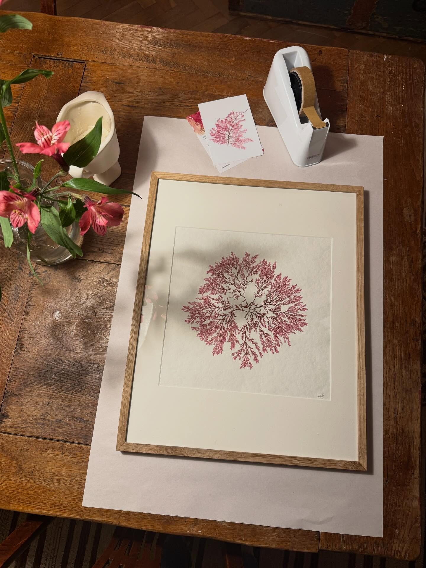 A special extra large pressed seaweed being sent to its new home last week. Mounted and framed in real oak frame. These were a limited edition of four and there are two left online. Love them. 

#pressedseaweed #seaweedpressing #tamrauk