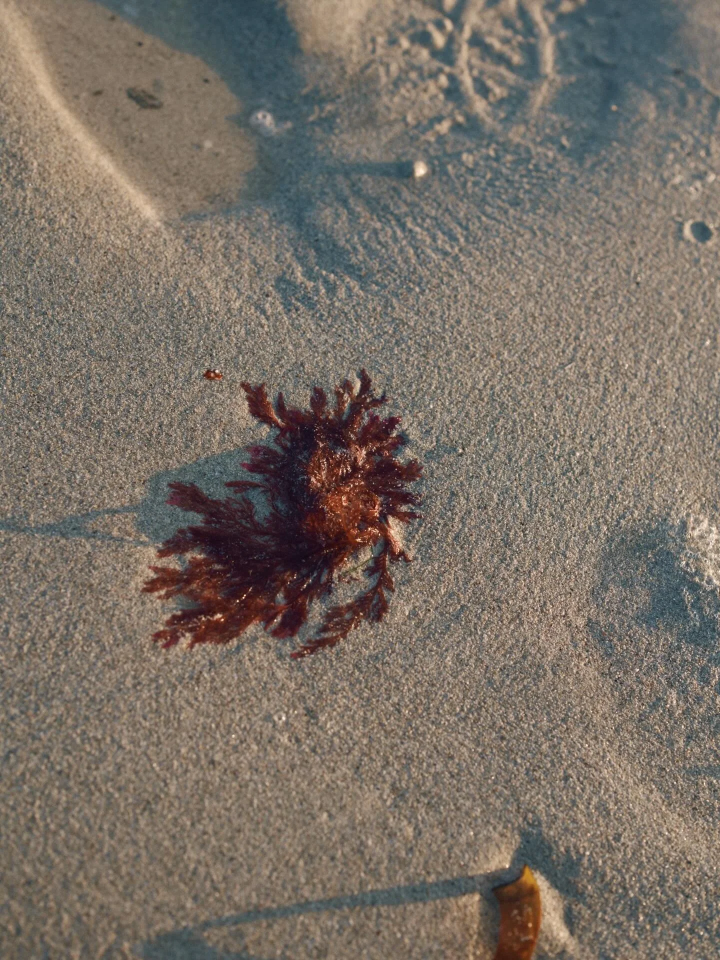 Imprinted in the sand ✨

#tamrauk #seaweedpressing #pressedseaweed