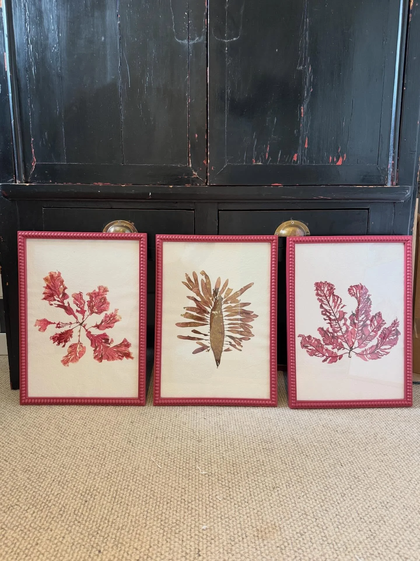 A trio of big seaweed pressings recently sold, keep an eye out for updates in the lead up to Christmas we have a few lovely seaweeds coming in time (hopefully!)❣️

#pressedseaweed #seaweedpressing #tamrauk