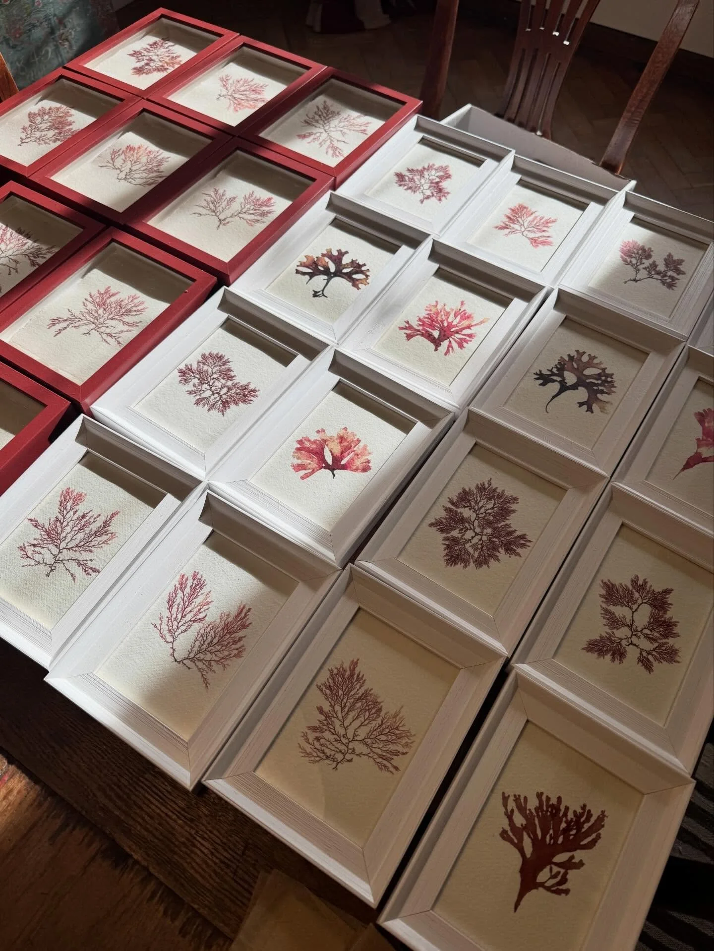 My answer to Black Friday is to offer a wee deal on these one-off white framed mini pressed seaweeds. Each one is unique and they make wonderful presents grouped together, so pick 3 and only pay for 2. Enter code BTGOF to redeem the offer x

#seaweed