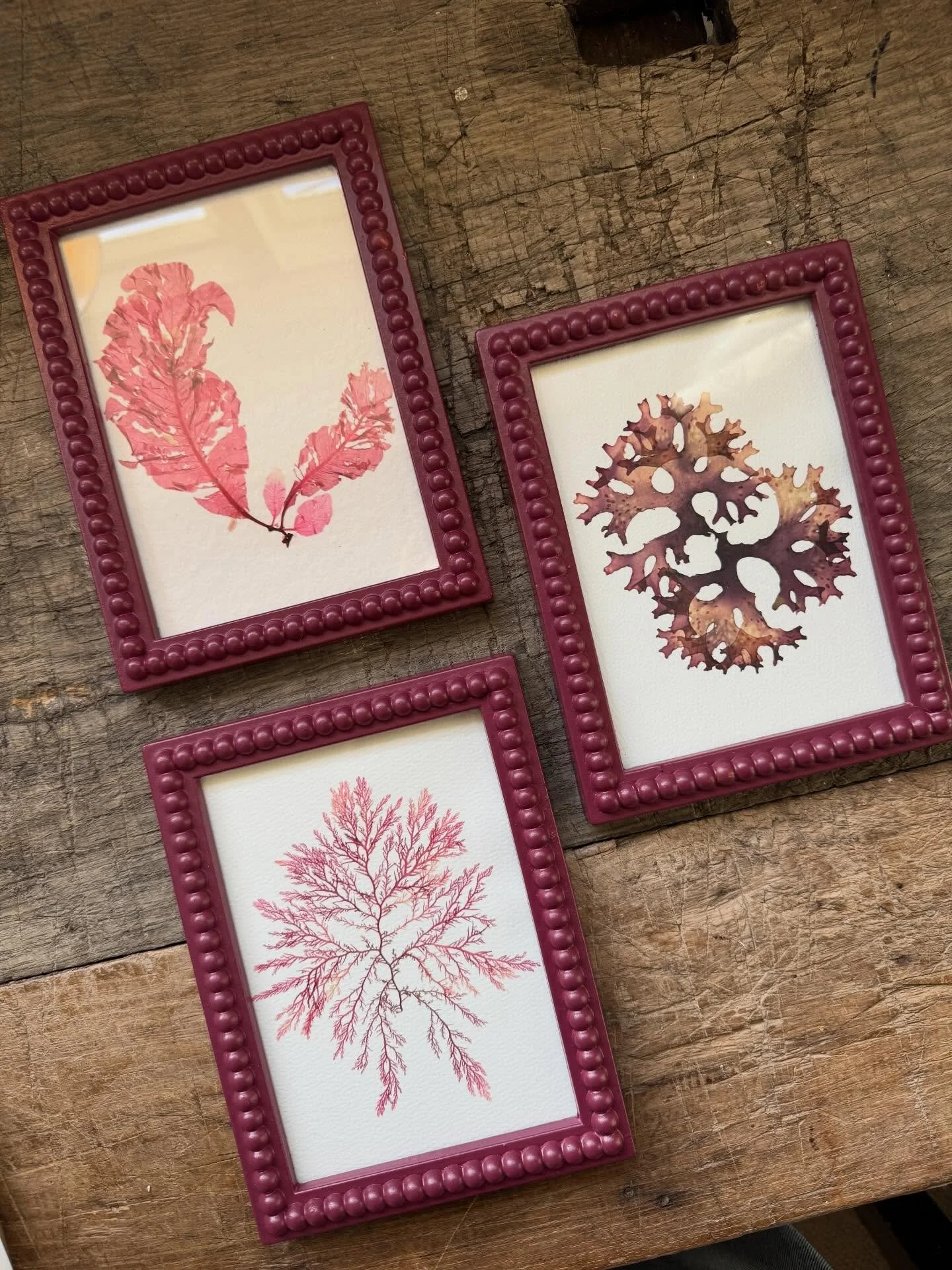 Three is the magic number ✨ look out for some of these orginal seaweed pressings in our Christmas drop, online tomorrow. They make for great prezzies&hellip; 🎁 

#seaweedpressing #pressedseaweed #tamrauk #stockingfillers