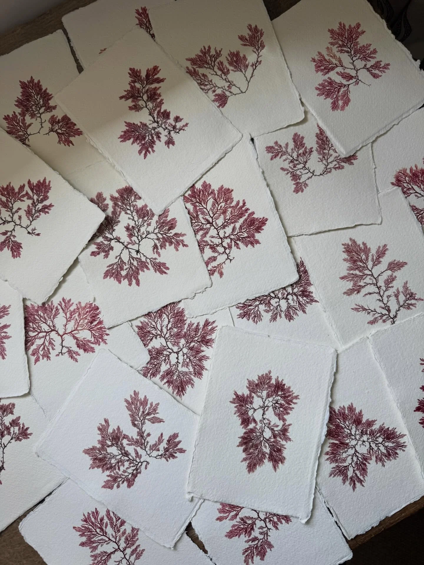 Seaweed pressings galore ✨ each one painstakingly done, by hand, by me 🤲🏼 Gentle reminder that deadline for orders in time for Christmas is Thursday 18th December. You&rsquo;ll find some of these framed up online x

#shopsmallonline #supportsmall #