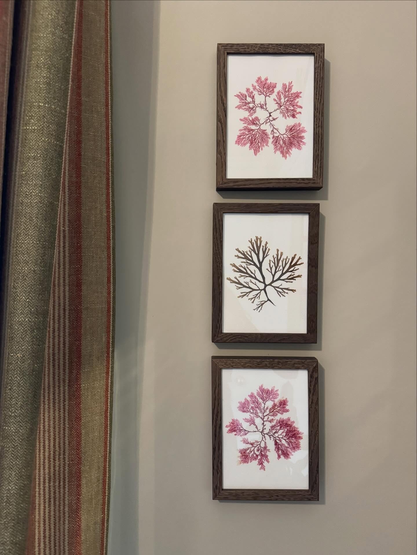Old &amp; new. A trio of my seaweeds, gifted to friends. Sitting alongside some antique Victorian pressed seaweeds ❤️

#pressedseaweed #seaweedpressing #tamrauk
