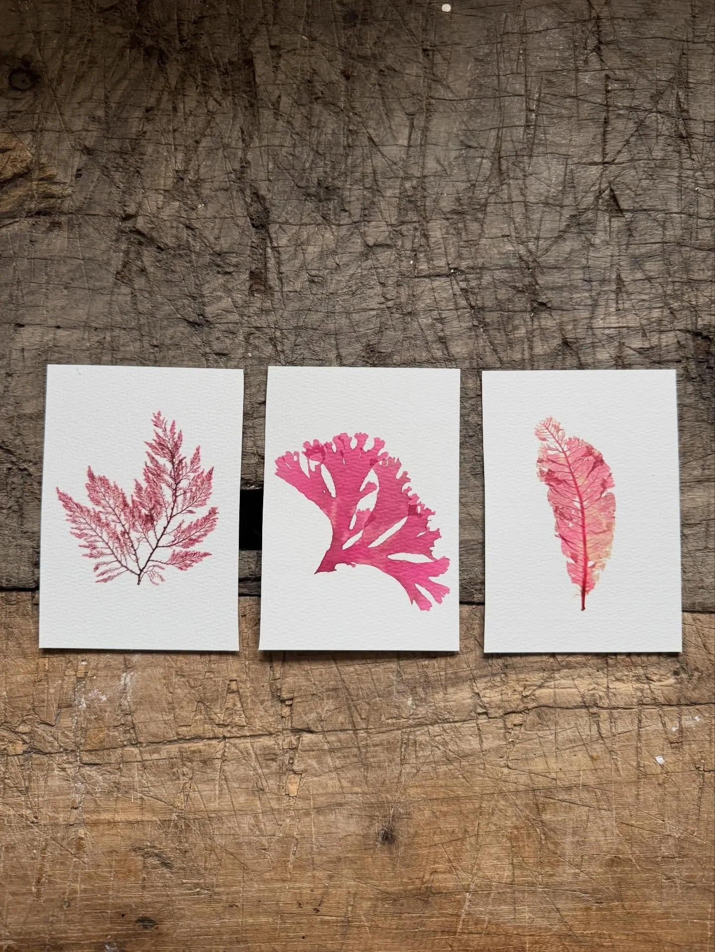 Feathered Weed, Sea Beech &amp; Fan Weed. Picked and pressed by me and my friends as a gift for our lovely host 🩷

#tamrauk #pressedseaweed #seaweedpressing