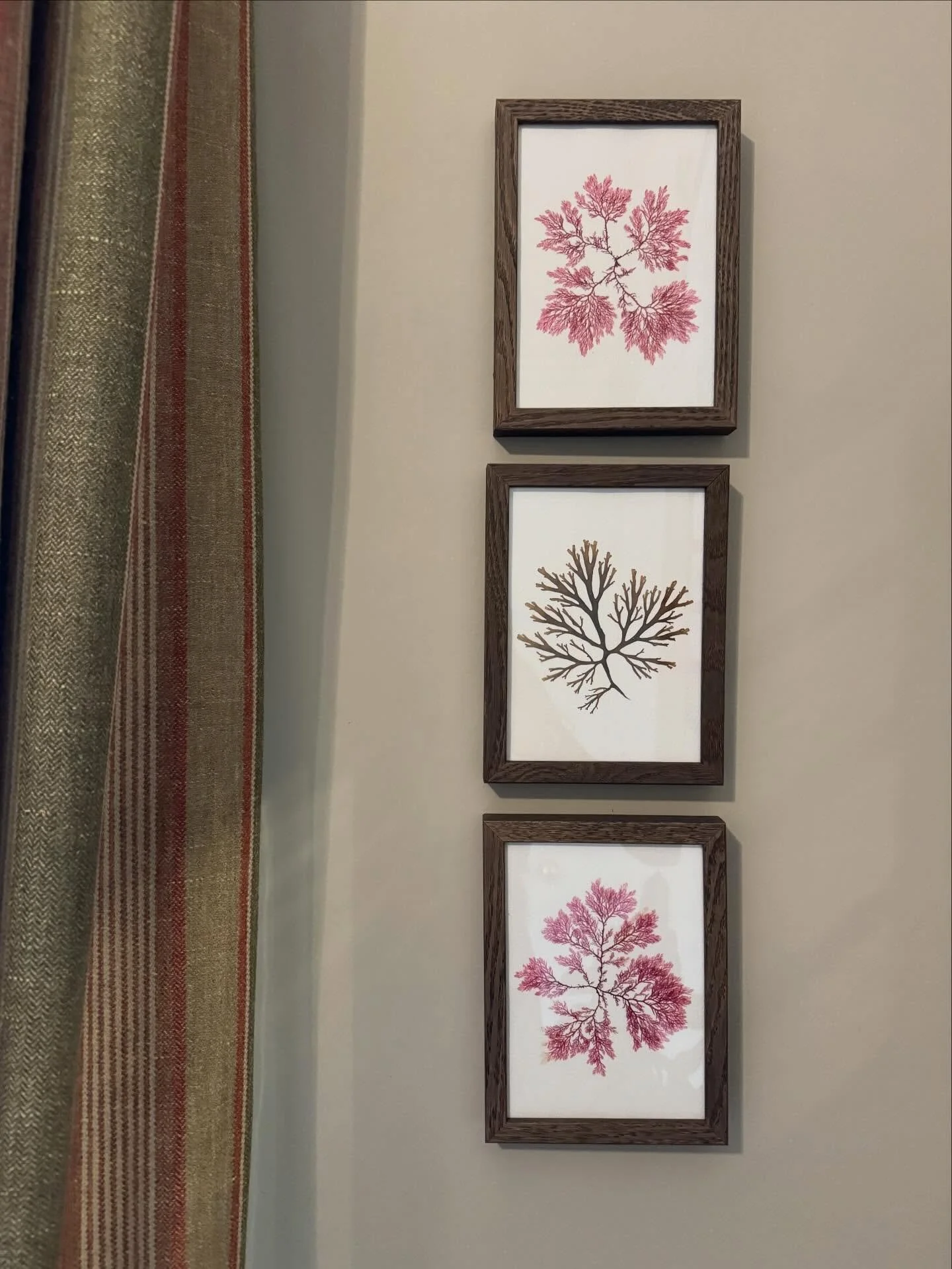 Old &amp; new. A trio of my seaweeds, gifted to friends. Sitting alongside some antique Victorian pressed seaweeds ❤️

#pressedseaweed #seaweedpressing #tamrauk