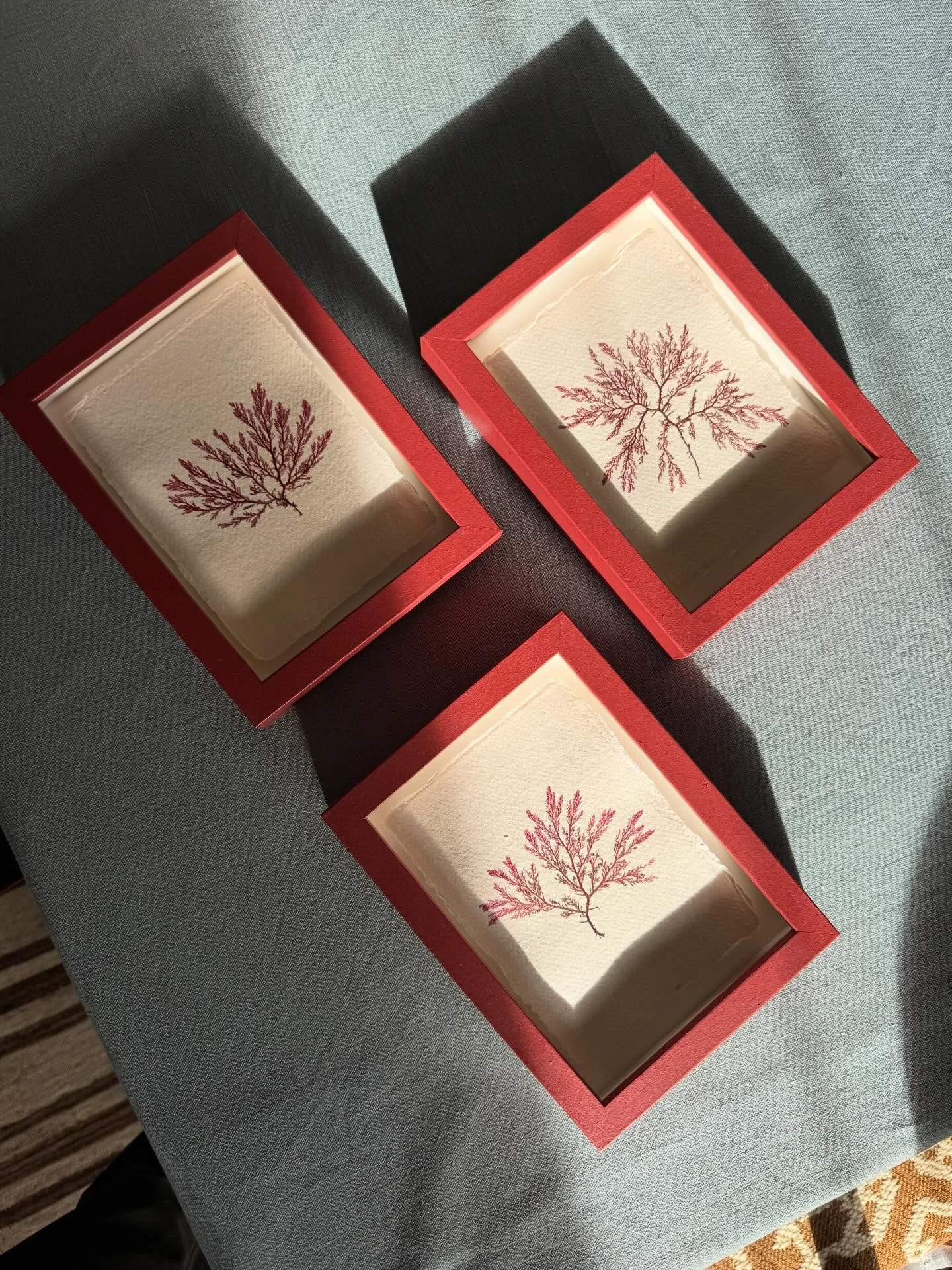 Catching rays ✨ just a handful of my small red frames seaweeds left online. Praying for warmer days foraging for beauties like these!

#pressedseaweed #seaweedpressing #tamrauk