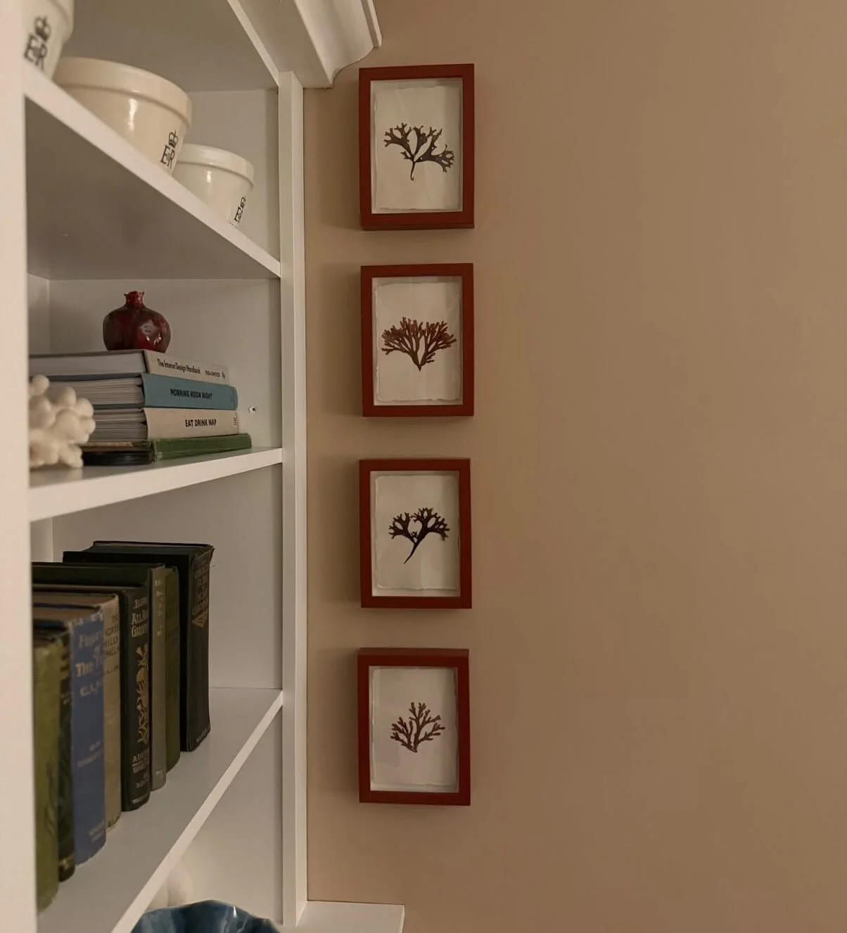 Love this shot of four of our red frame pressed seaweeds by @thevictorian.home. Never cease to be amazed by how much seaweeds resemble corals once they are untangled and pressed 🪸 

#tamrauk #pressedseaweeds #seaweedpressing